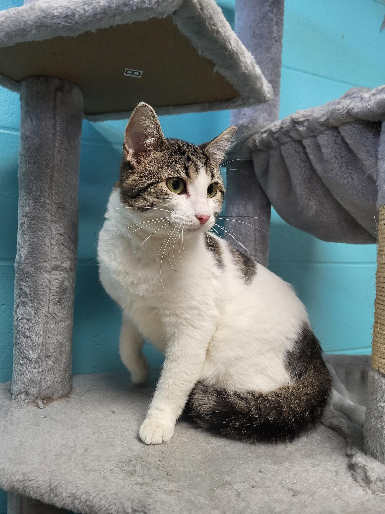 Enlarge Ice, a Adoptable Domestic Short Hair in Chilton, WI image 5/5