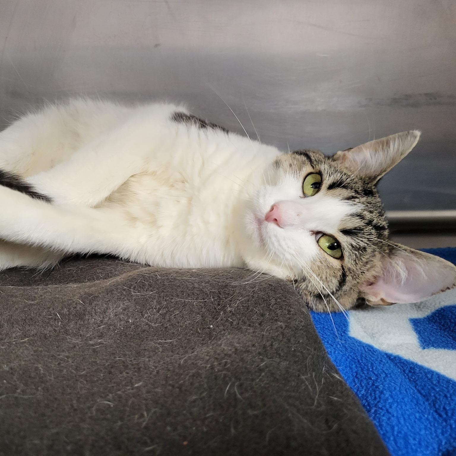 Ice, Adoptable, Young Male Domestic Short Hair.