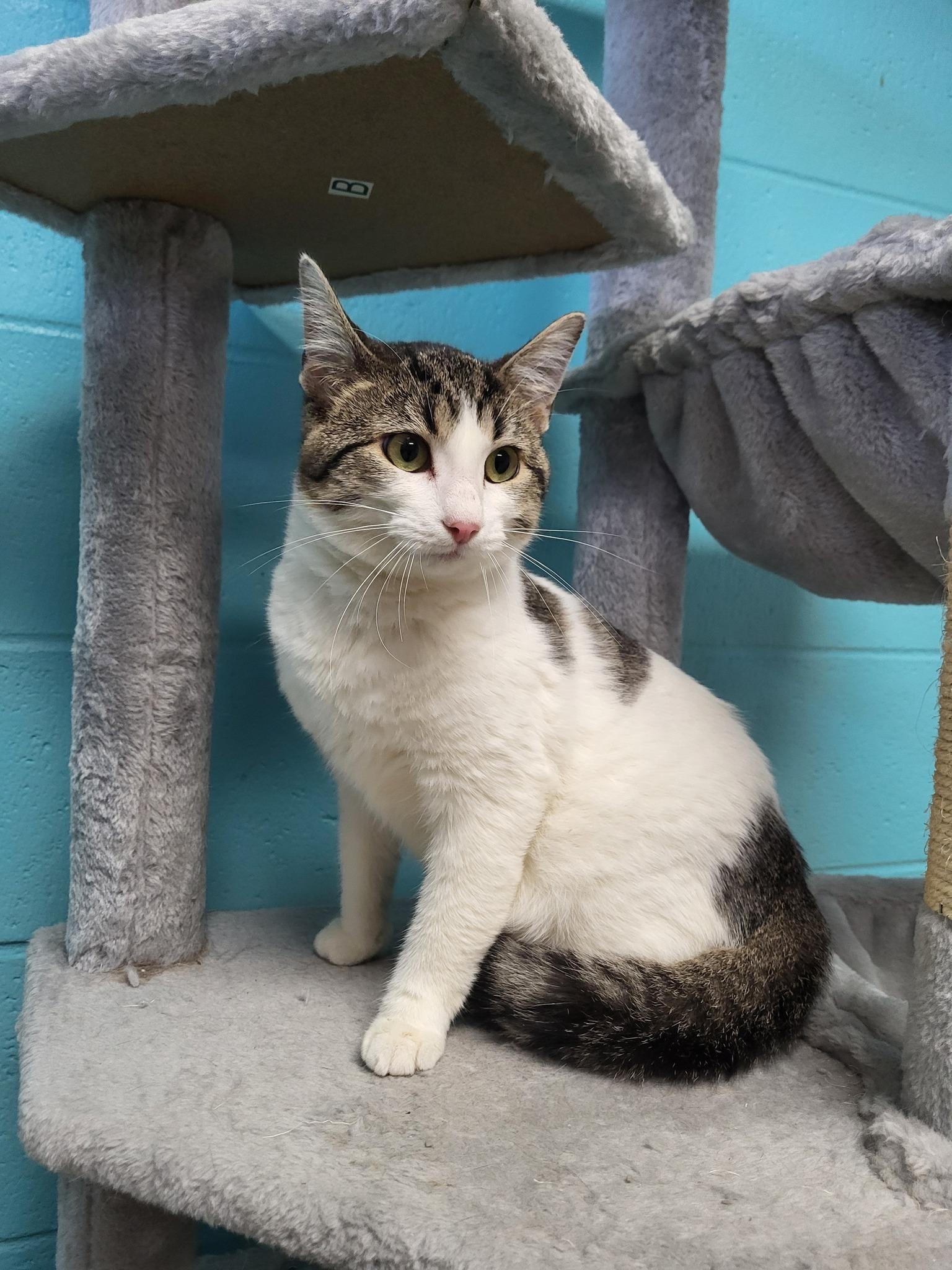 Enlarge Ice, a Adoptable Domestic Short Hair in Chilton, WI image 4/5