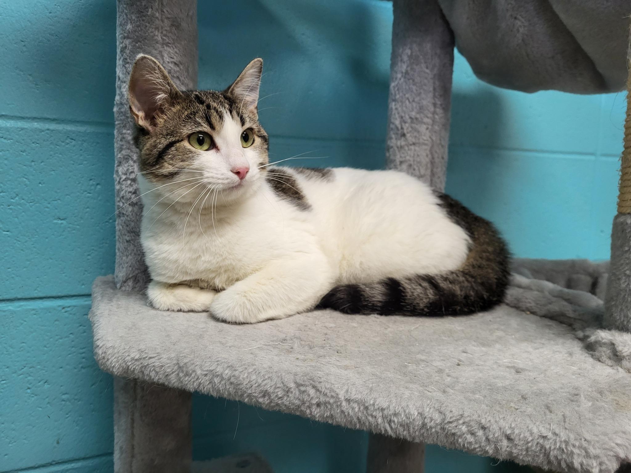 Enlarge Ice, a Adoptable Domestic Short Hair in Chilton, WI image 3/5