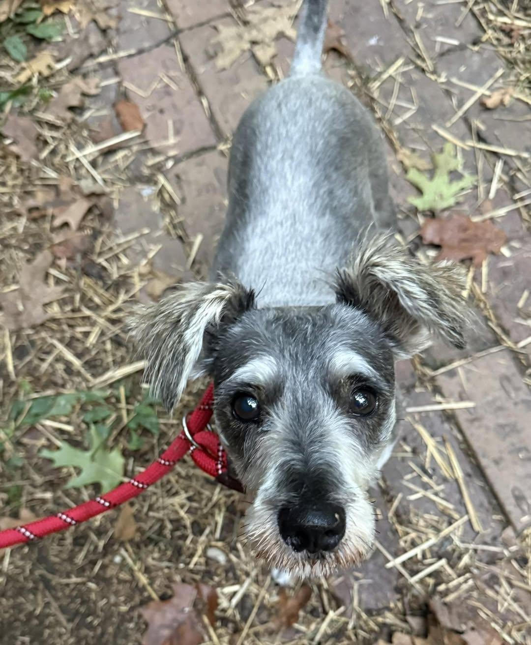 Quill, an adopted Miniature Schnauzer in Homer Glen, IL image 2/5