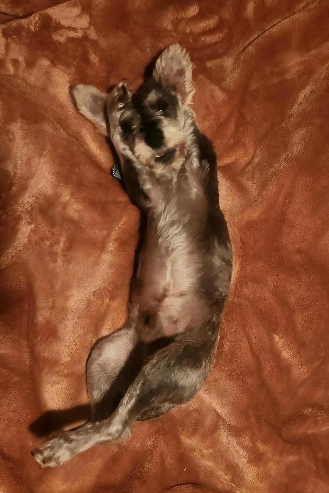 Quill, an adopted Miniature Schnauzer in Homer Glen, IL image 5/5