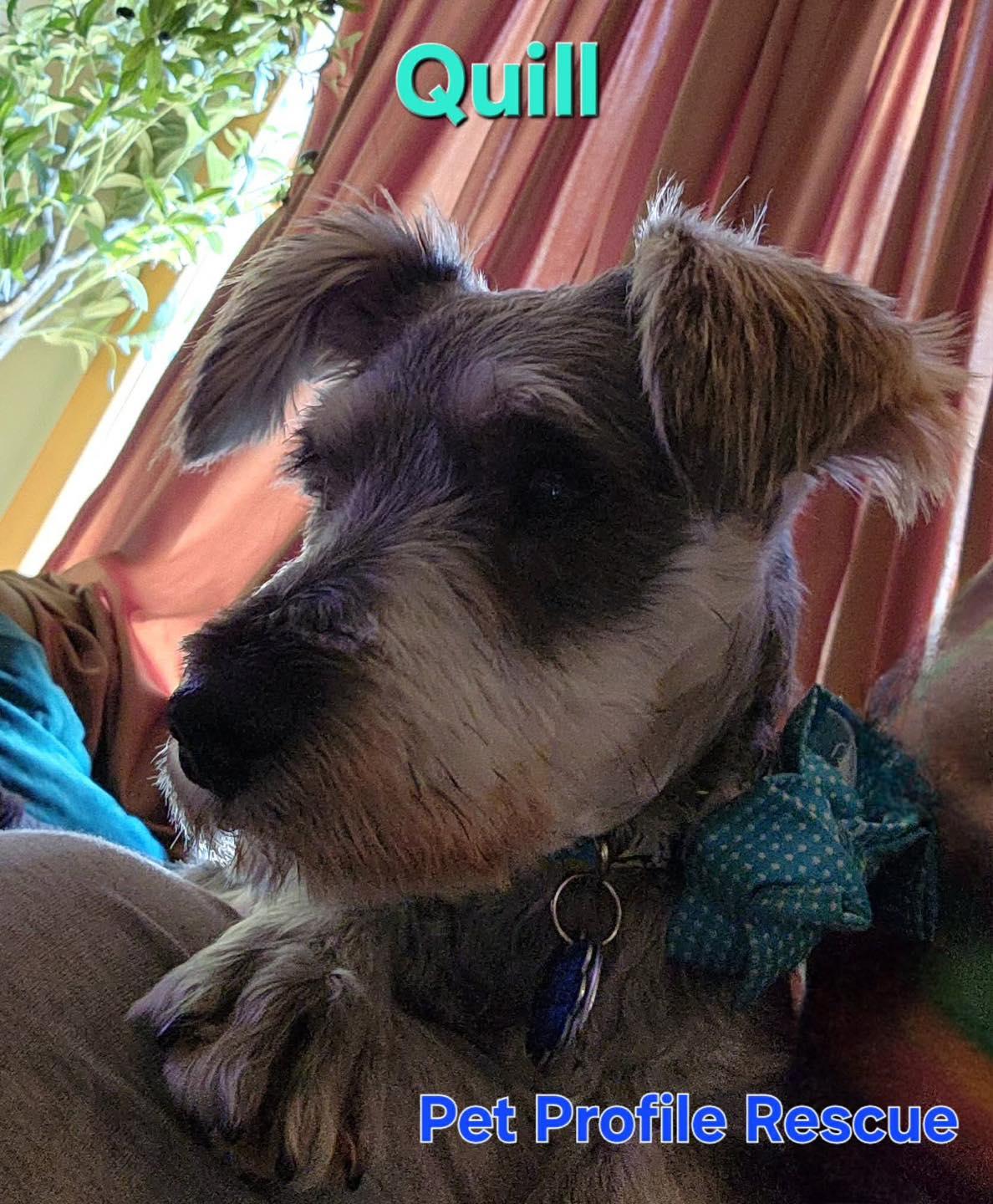 Quill, an adopted Miniature Schnauzer in Homer Glen, IL image 3/5