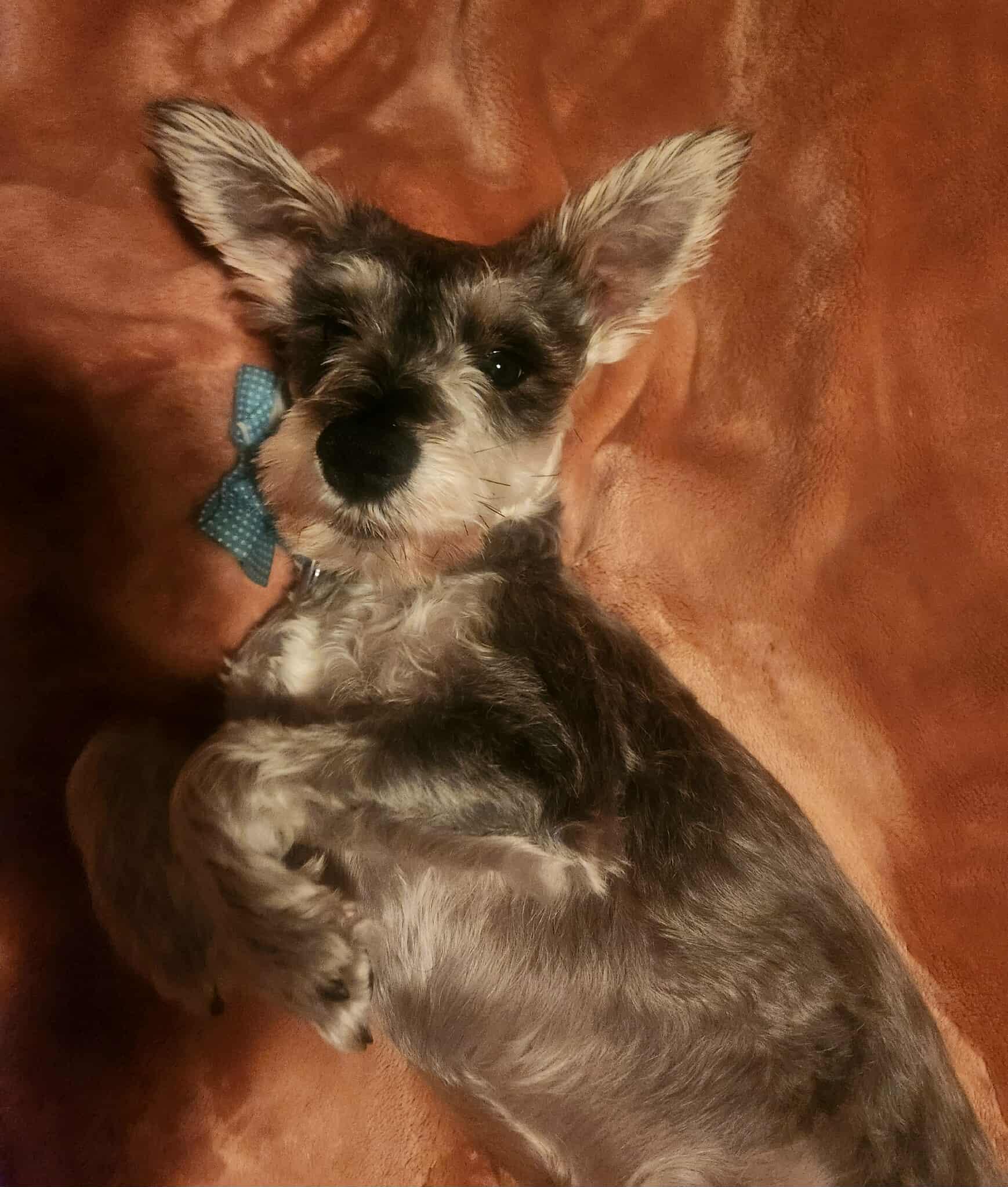 Quill, an adopted Miniature Schnauzer in Homer Glen, IL image 1/5