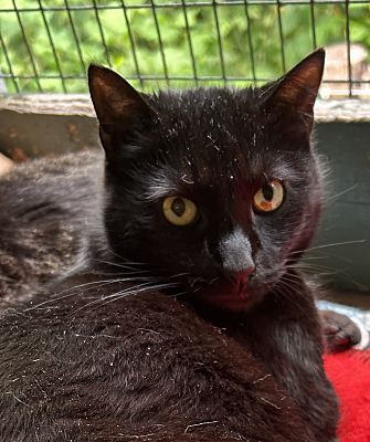 Mumby, Adoptable, Adult Female Domestic Short Hair.