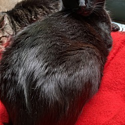 Mumby, a Adoptable Domestic Short Hair in Pottsville, PA image 2/5