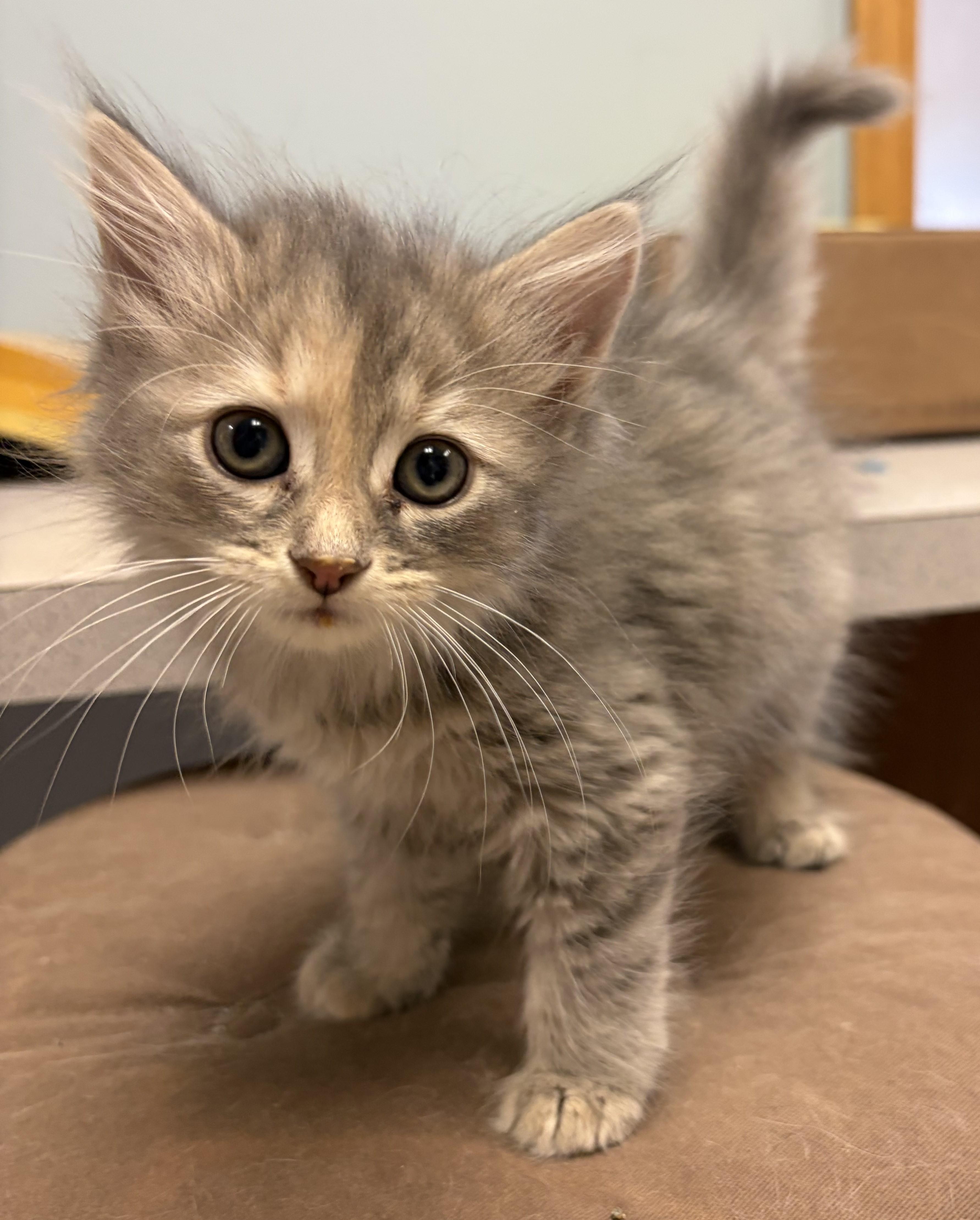 Waffle Fry, Adopted, Kitten Female Domestic Medium Hair.
