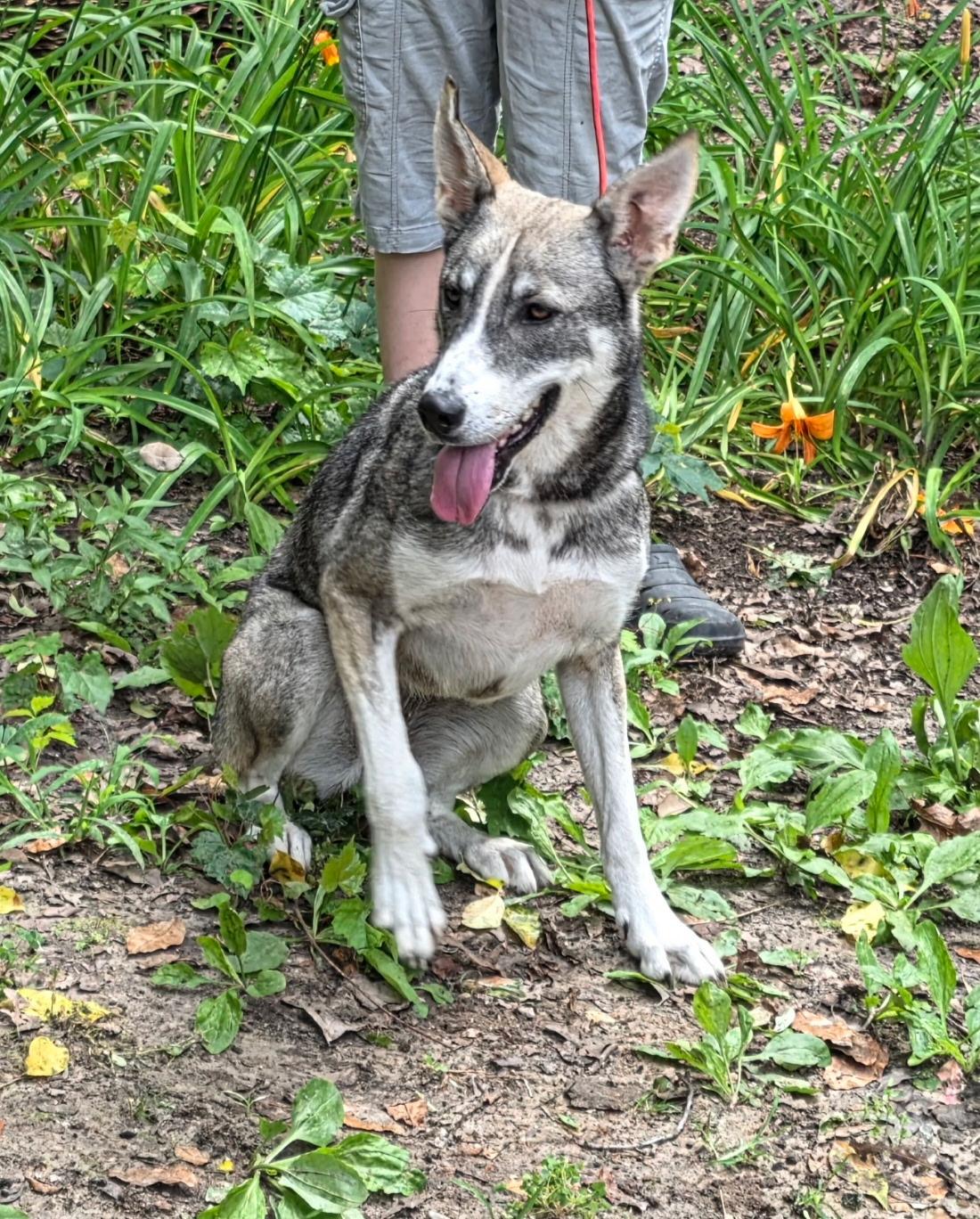 Enlarge Sissy, a Adoptable mixed breed in bauxite, AR image 2/5