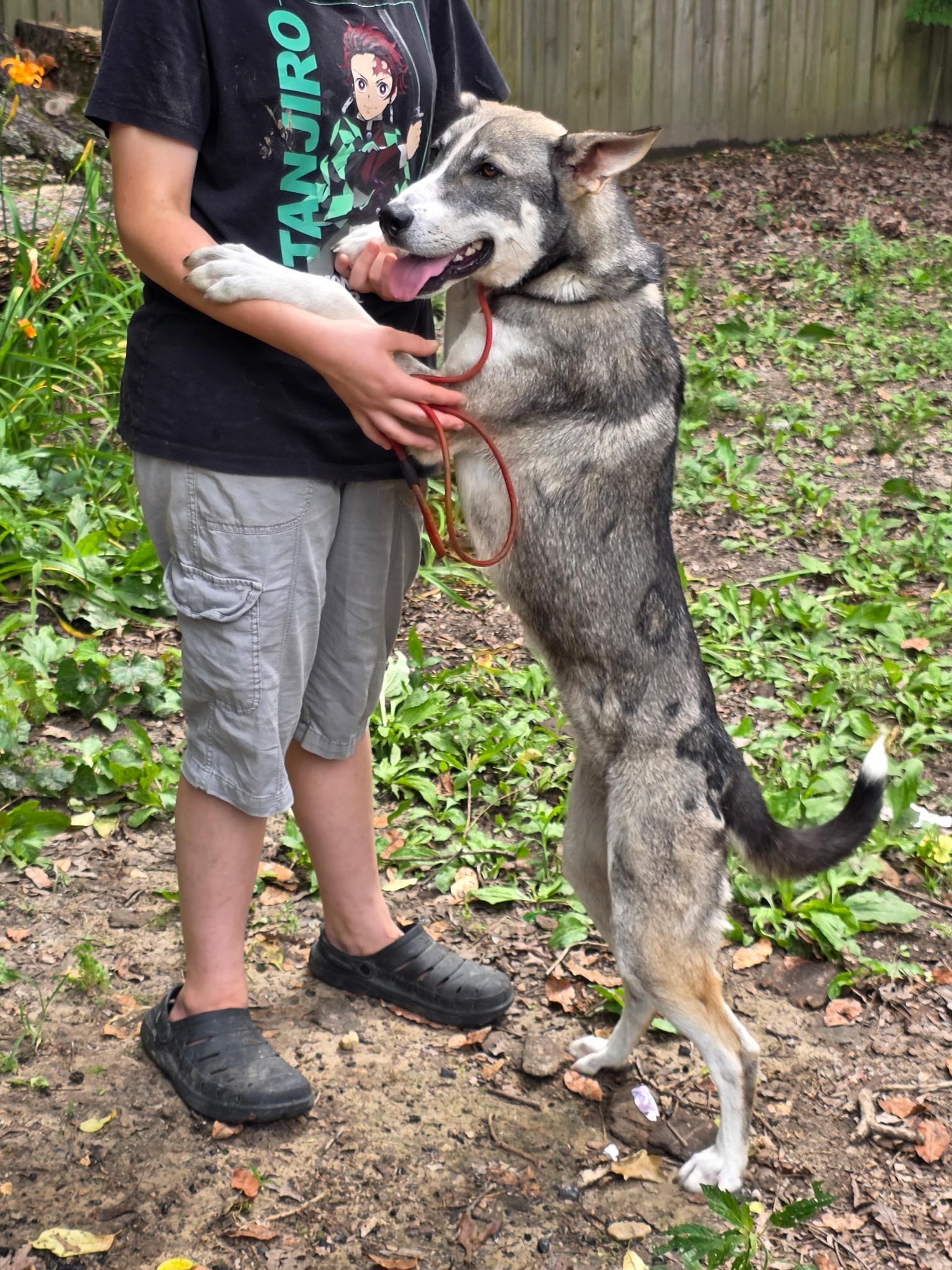 Enlarge Sissy, a Adoptable mixed breed in bauxite, AR image 1/5