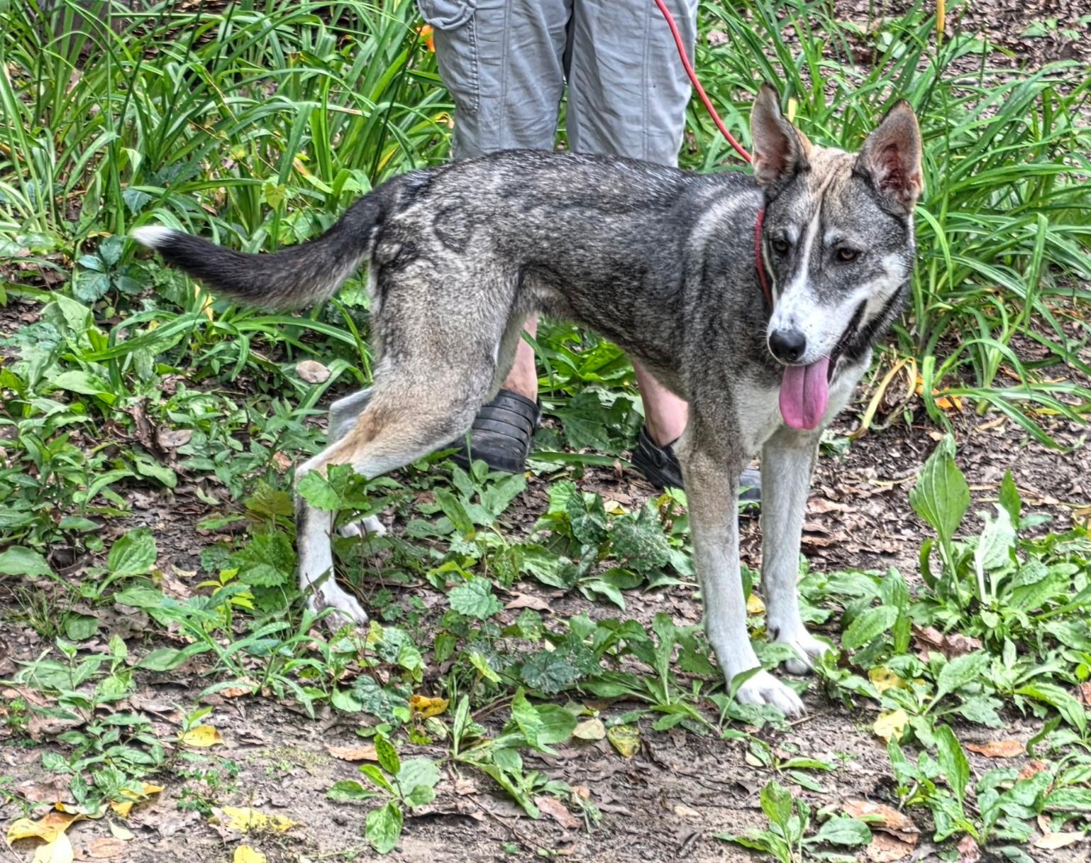 Enlarge Sissy, a Adoptable mixed breed in bauxite, AR image 4/5