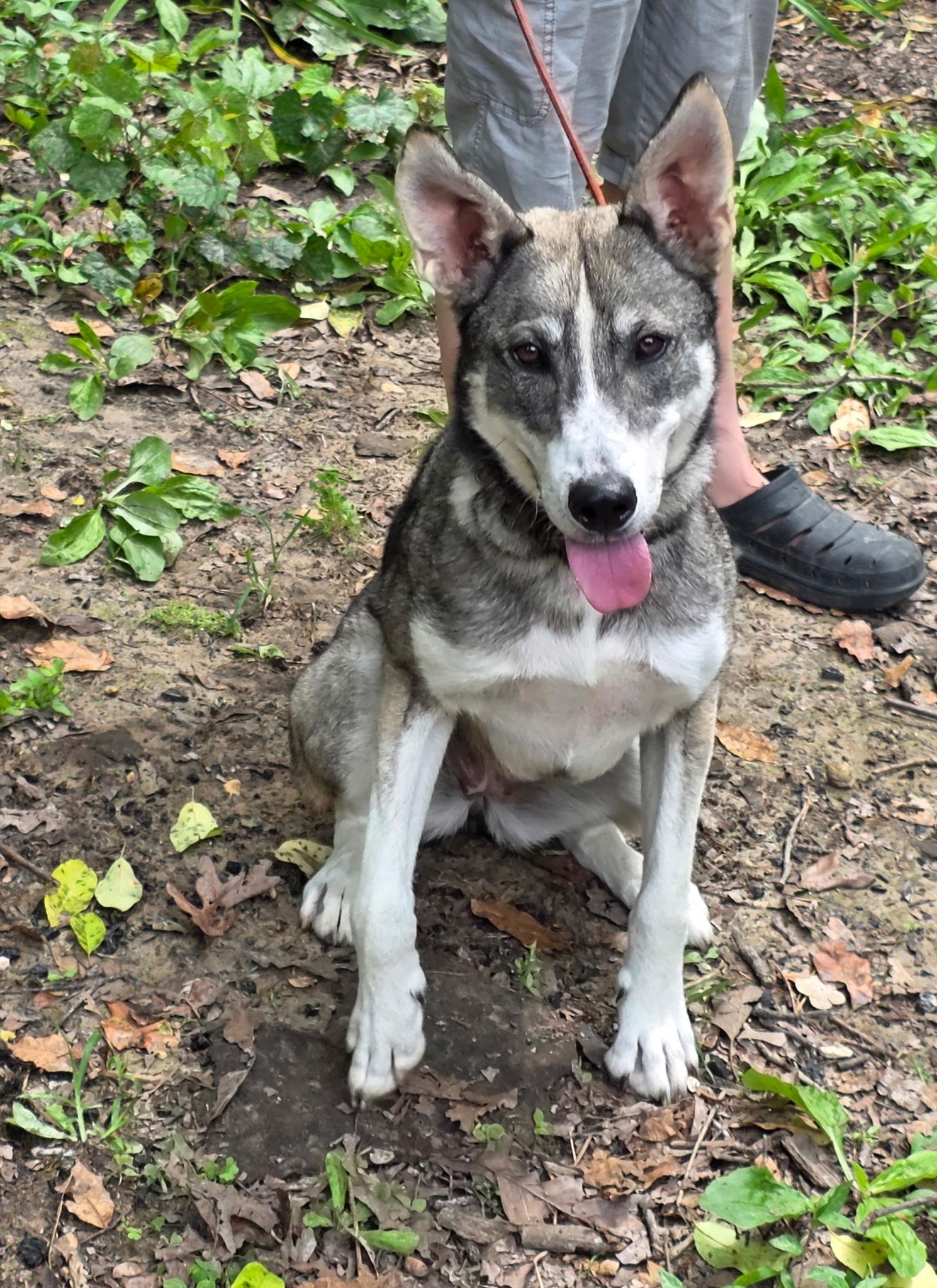Enlarge Sissy, a Adoptable mixed breed in bauxite, AR image 3/5