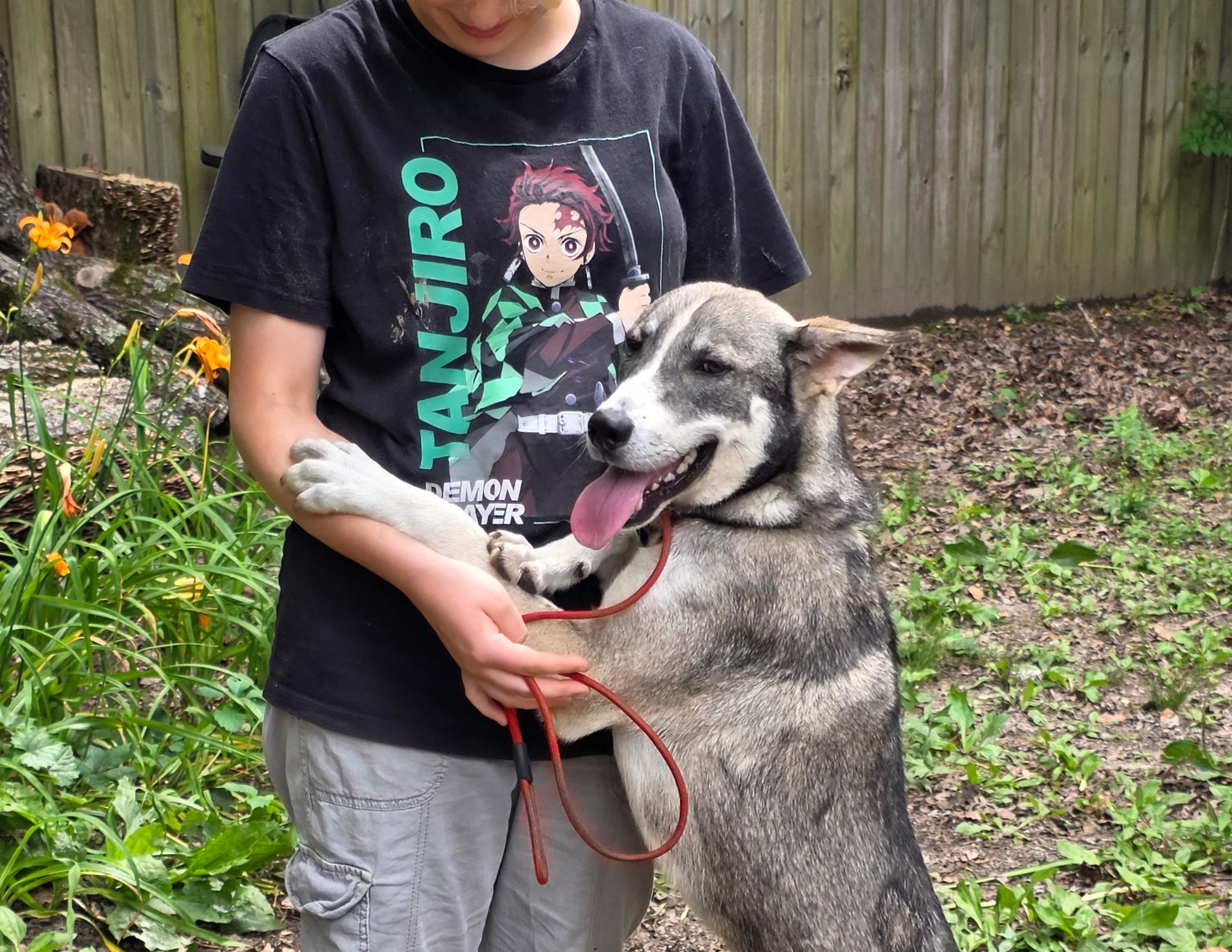 Enlarge Sissy, a Adoptable mixed breed in bauxite, AR image 5/5