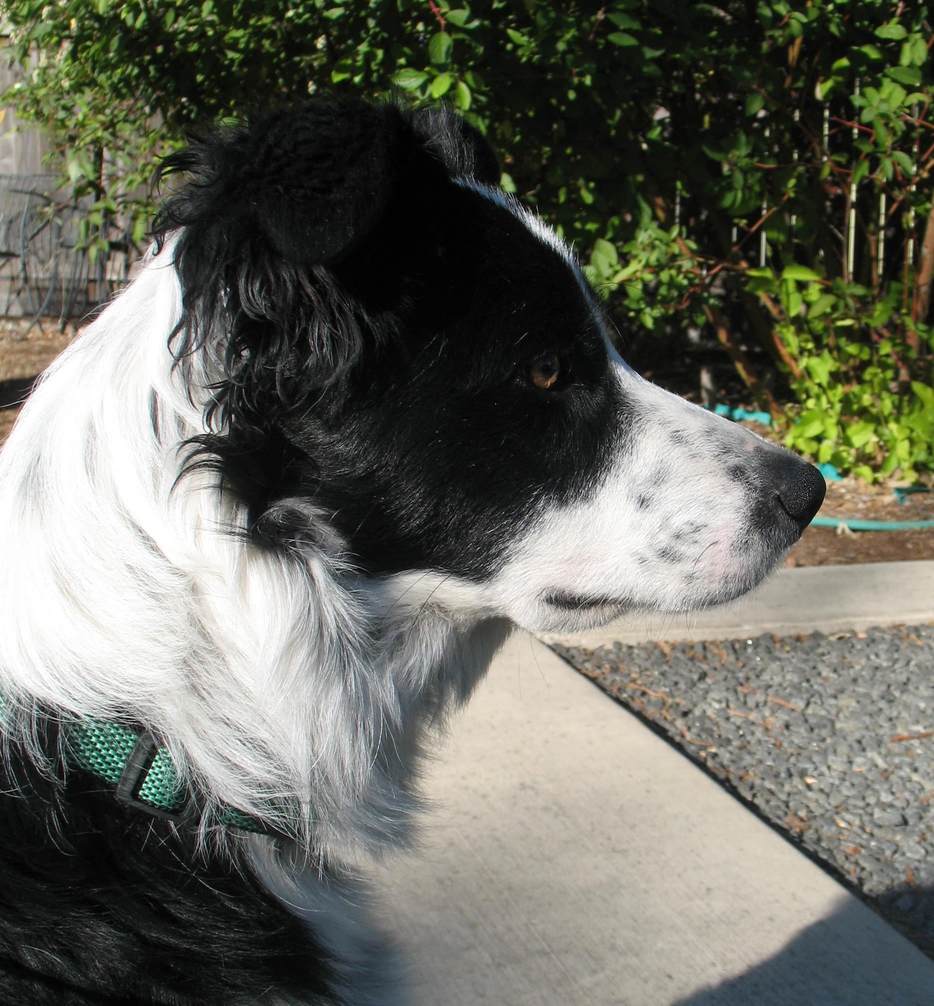 Tiggert, an adoptable Border Collie in Bend, OR, 97702 | Photo Image 1