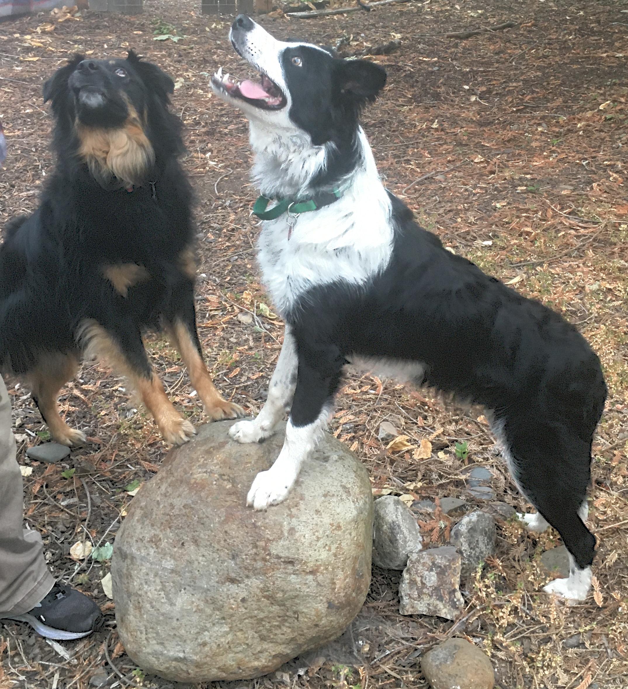 Tiggert, an adoptable Border Collie in Bend, OR, 97702 | Photo Image 5