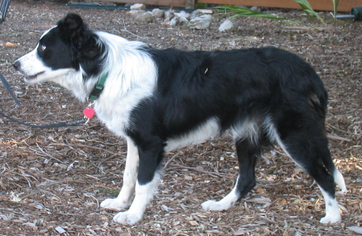 Tiggert, an adoptable Border Collie in Bend, OR, 97702 | Photo Image 3