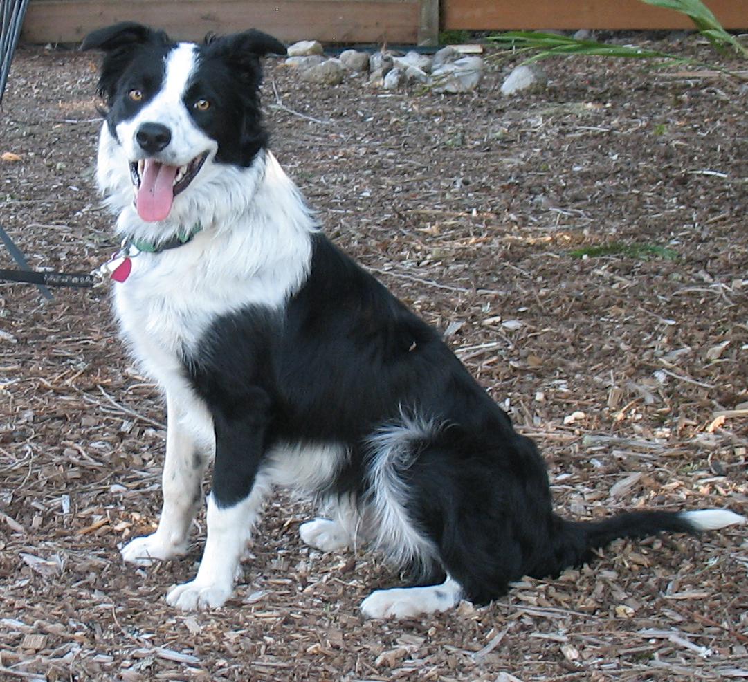 Tiggert, an adoptable Border Collie in Bend, OR, 97702 | Photo Image 2