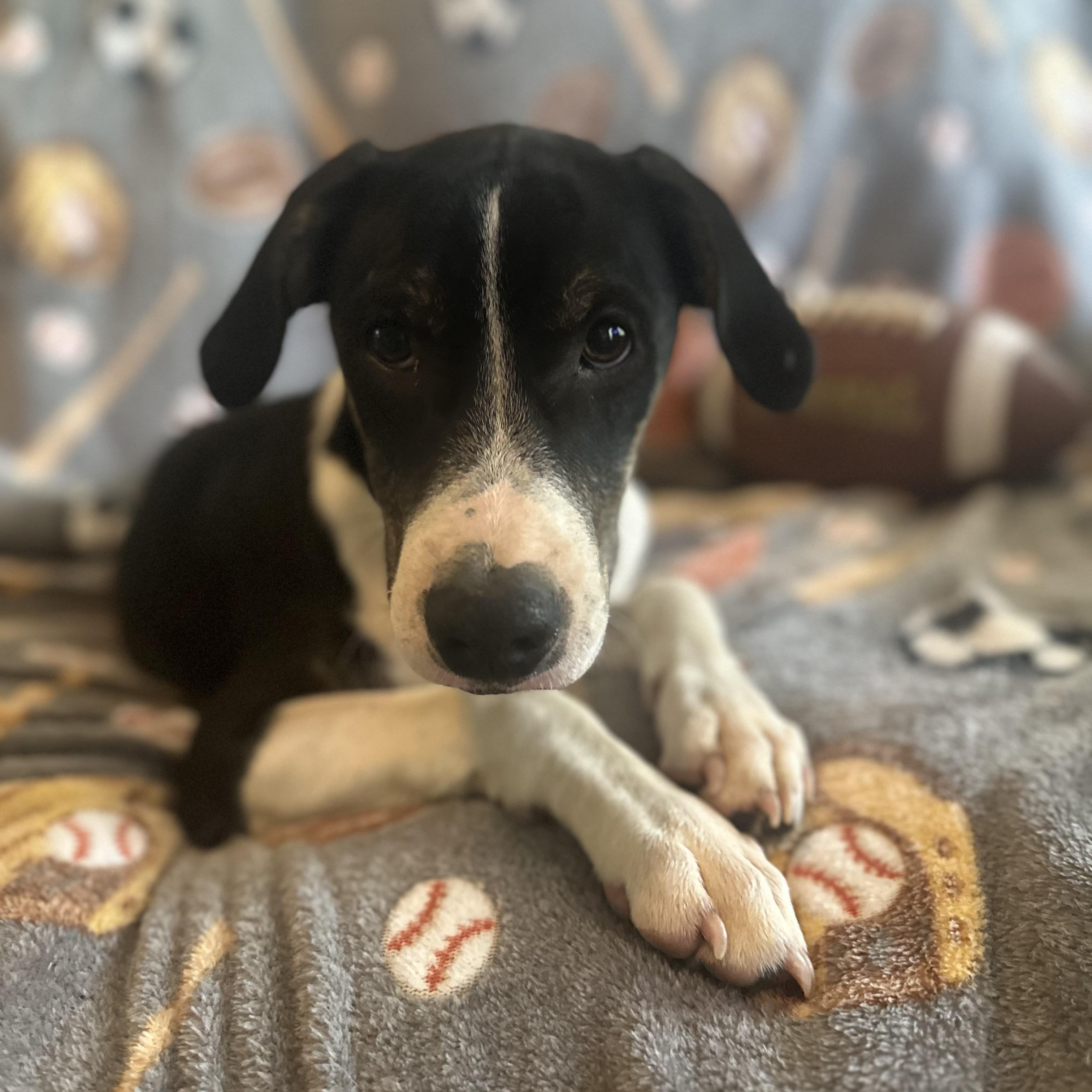 Ollie, an adoptable Coonhound, Feist in Green Bay, WI, 54304 | Photo Image 2
