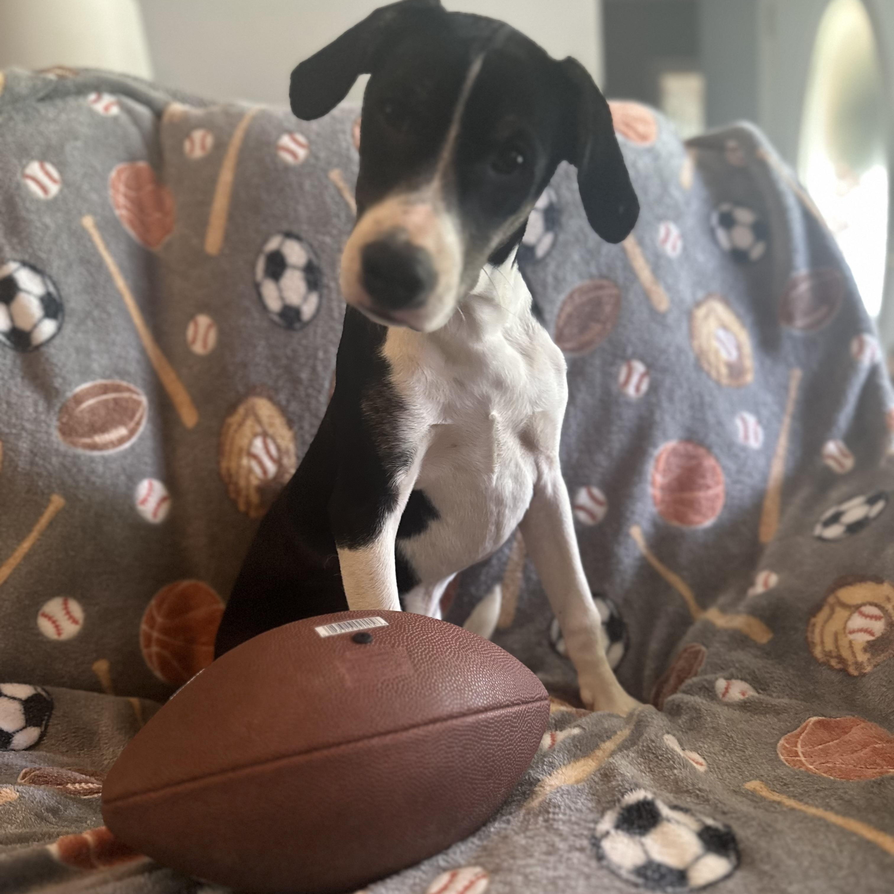 Ollie, an adoptable Coonhound, Feist in Green Bay, WI, 54304 | Photo Image 1