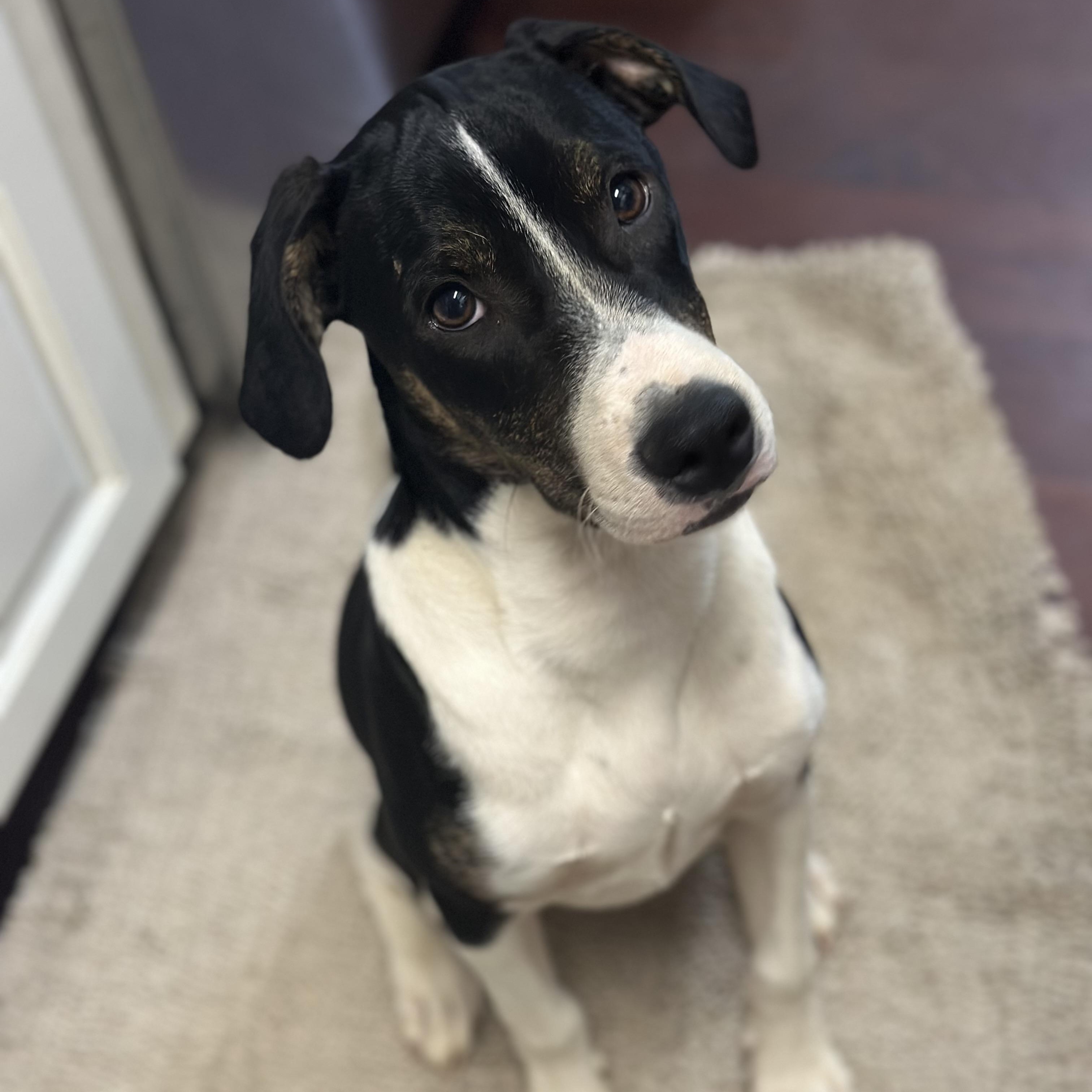 Ollie, an adoptable Coonhound, Feist in Green Bay, WI, 54304 | Photo Image 3