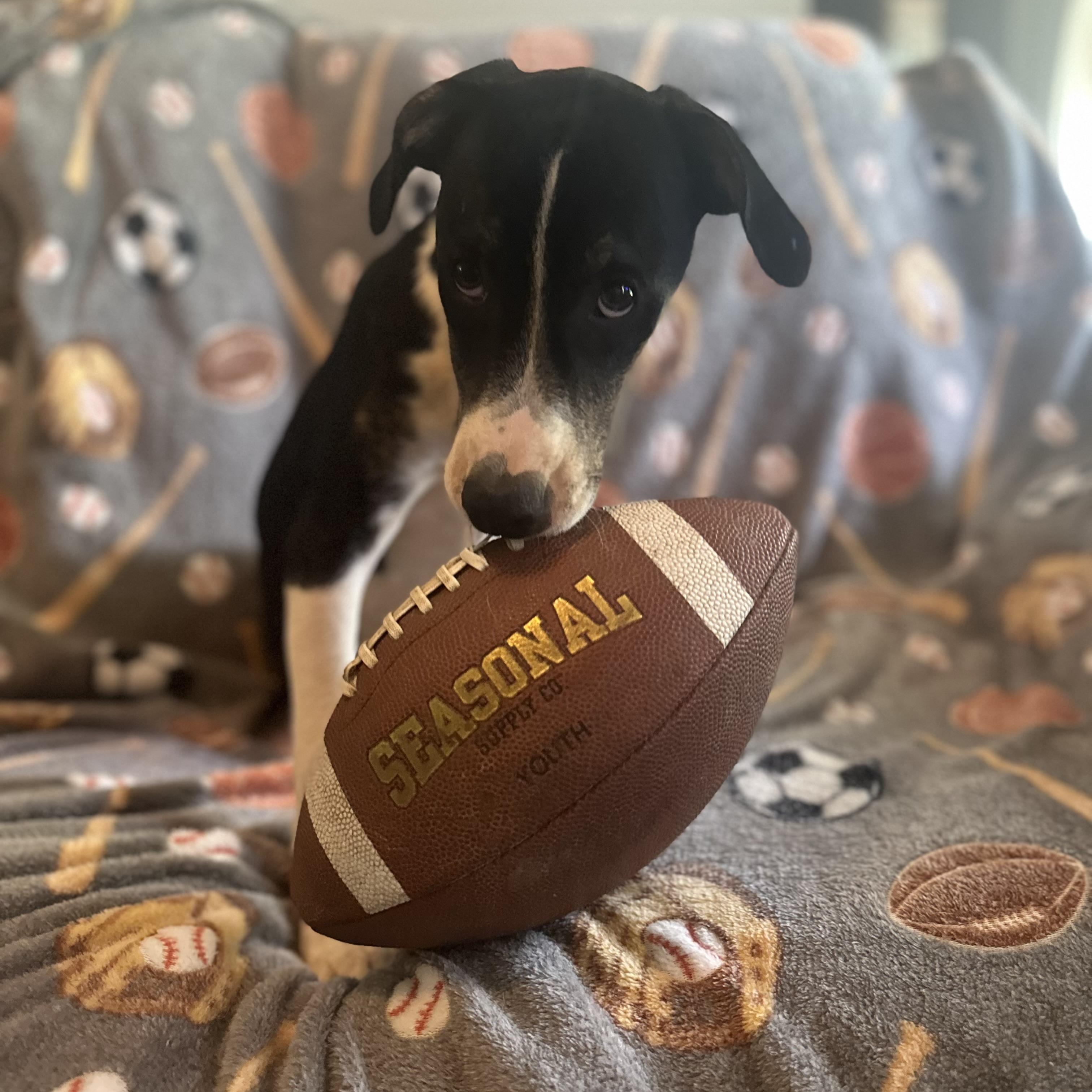 Ollie, an adoptable Coonhound, Feist in Green Bay, WI, 54304 | Photo Image 4
