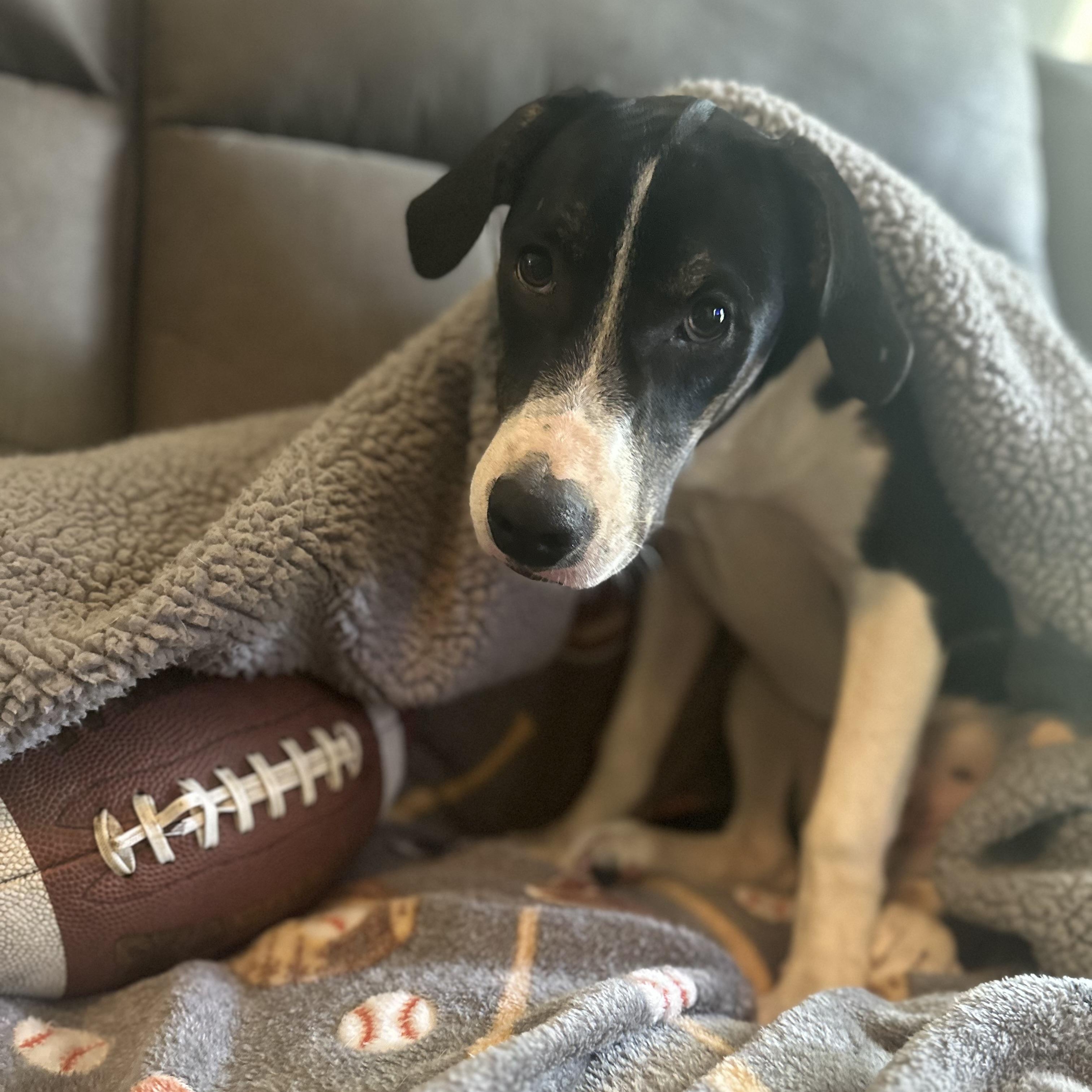Ollie, an adoptable Coonhound, Feist in Green Bay, WI, 54304 | Photo Image 5