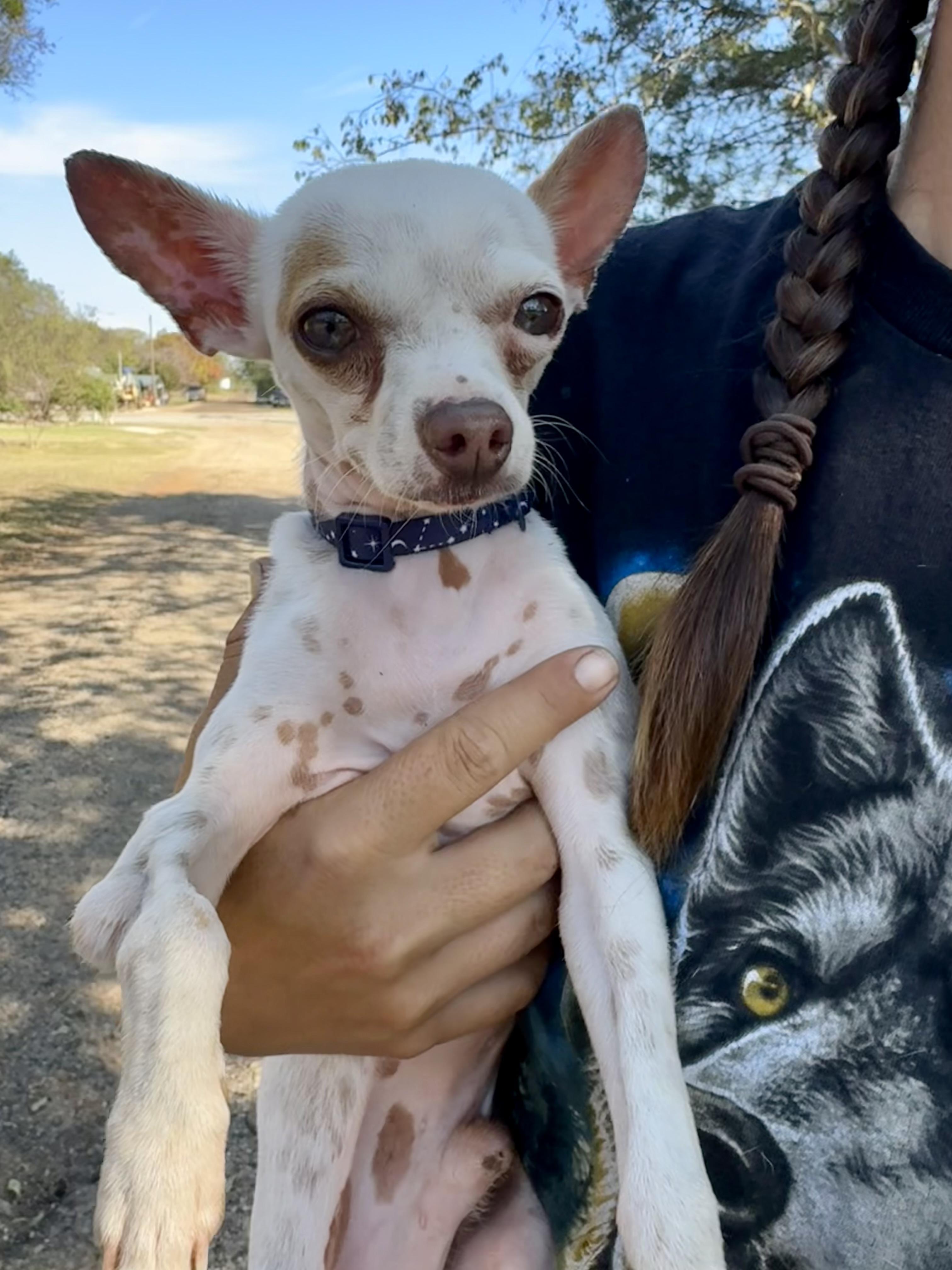 Chewy (Chicken Wing), a Adopted mixed breed in Scroggins, TX image 1/5