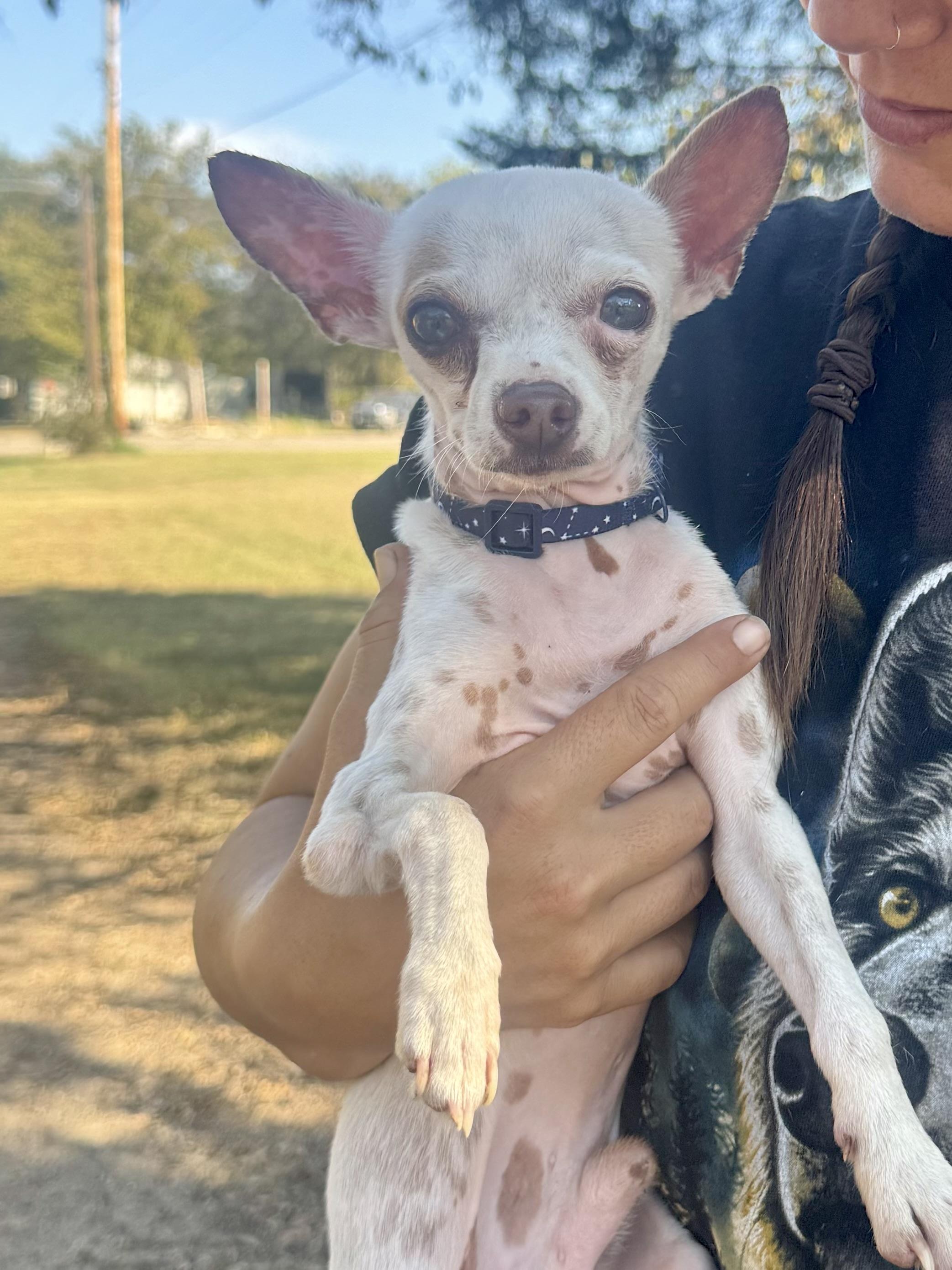 Chewy (Chicken Wing), a Adopted mixed breed in Scroggins, TX image 2/5