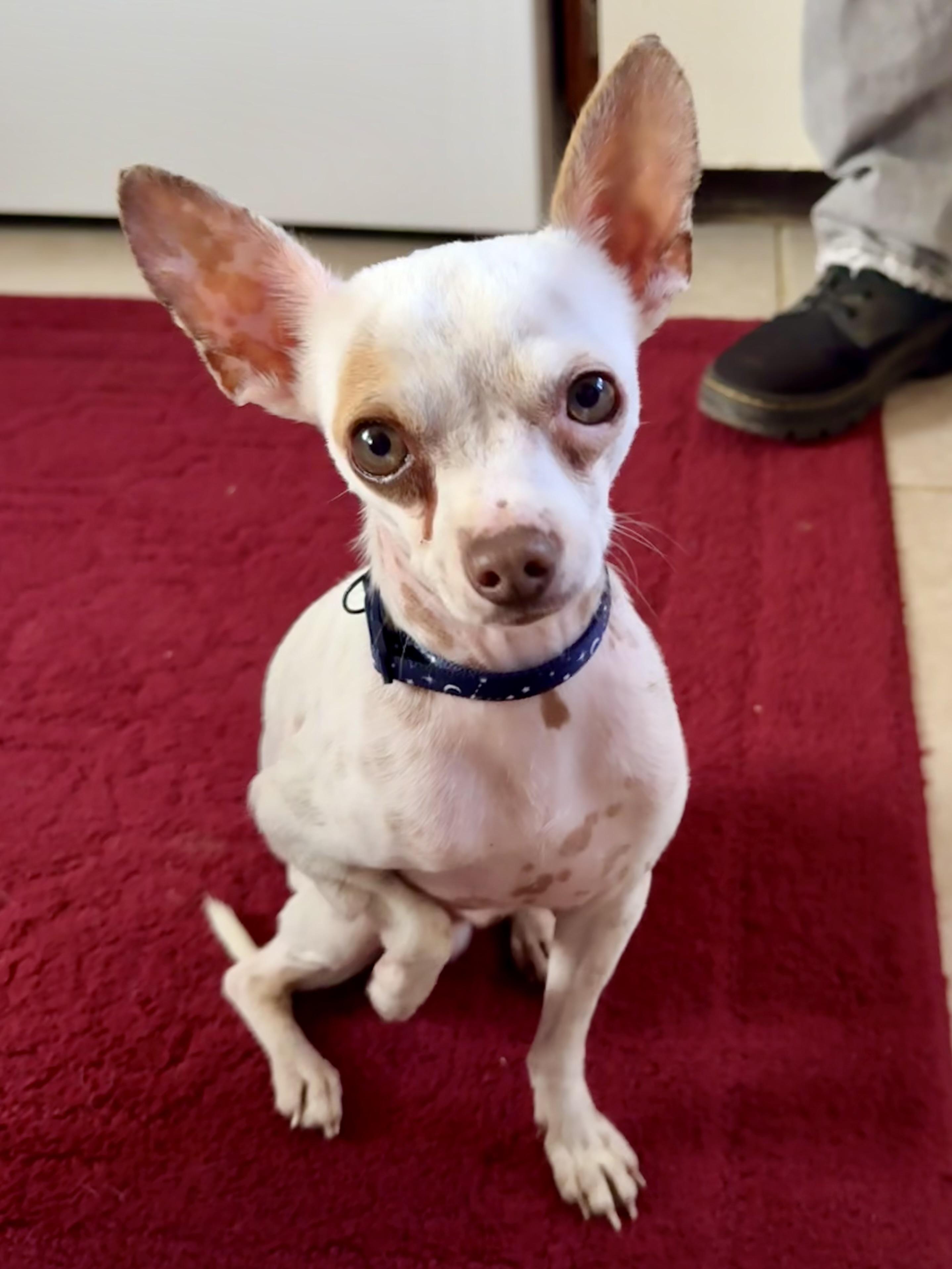 Chewy (Chicken Wing), a Adopted mixed breed in Scroggins, TX image 3/5