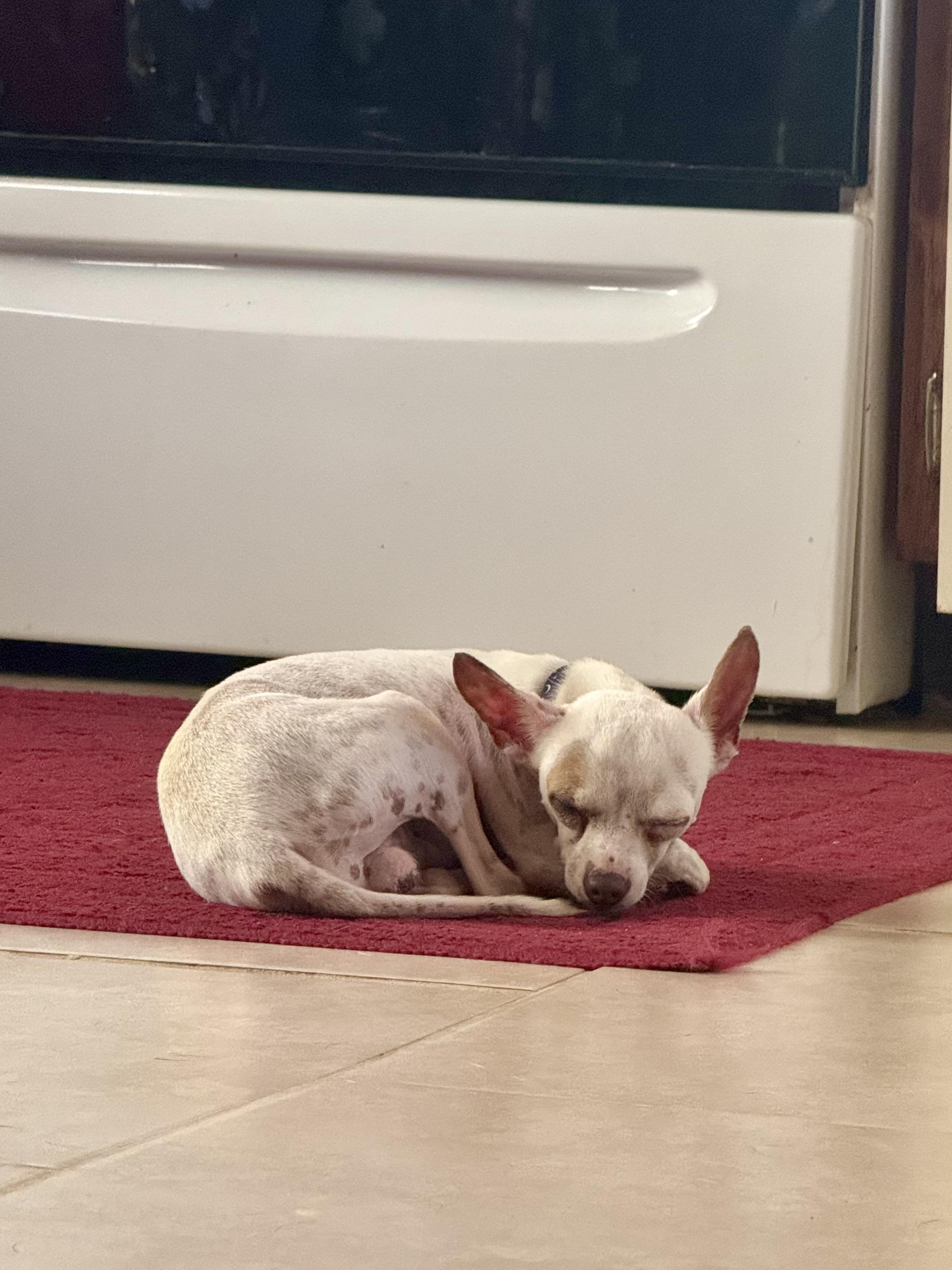 Chewy (Chicken Wing), a Adopted mixed breed in Scroggins, TX image 4/5