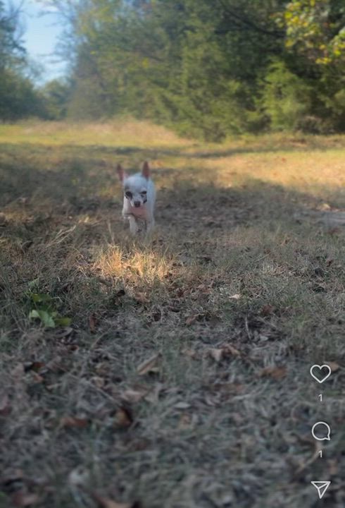 Enlarge Chewy (Chicken Wing), a Adopted mixed breed in Scroggins, TX video 5/5