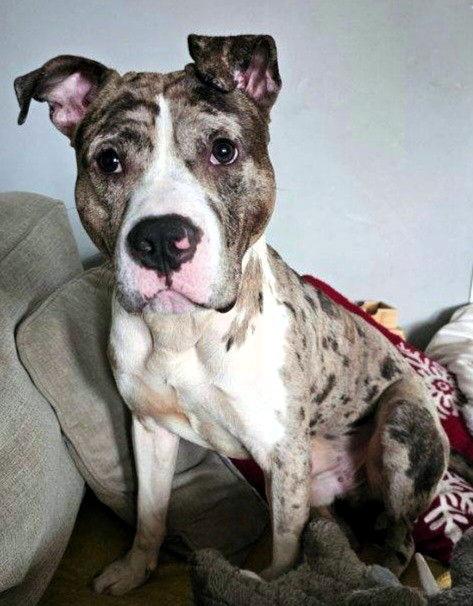 Enlarge Remy, a Adopted Pit Bull Terrier in Framingham, MA image 1/3