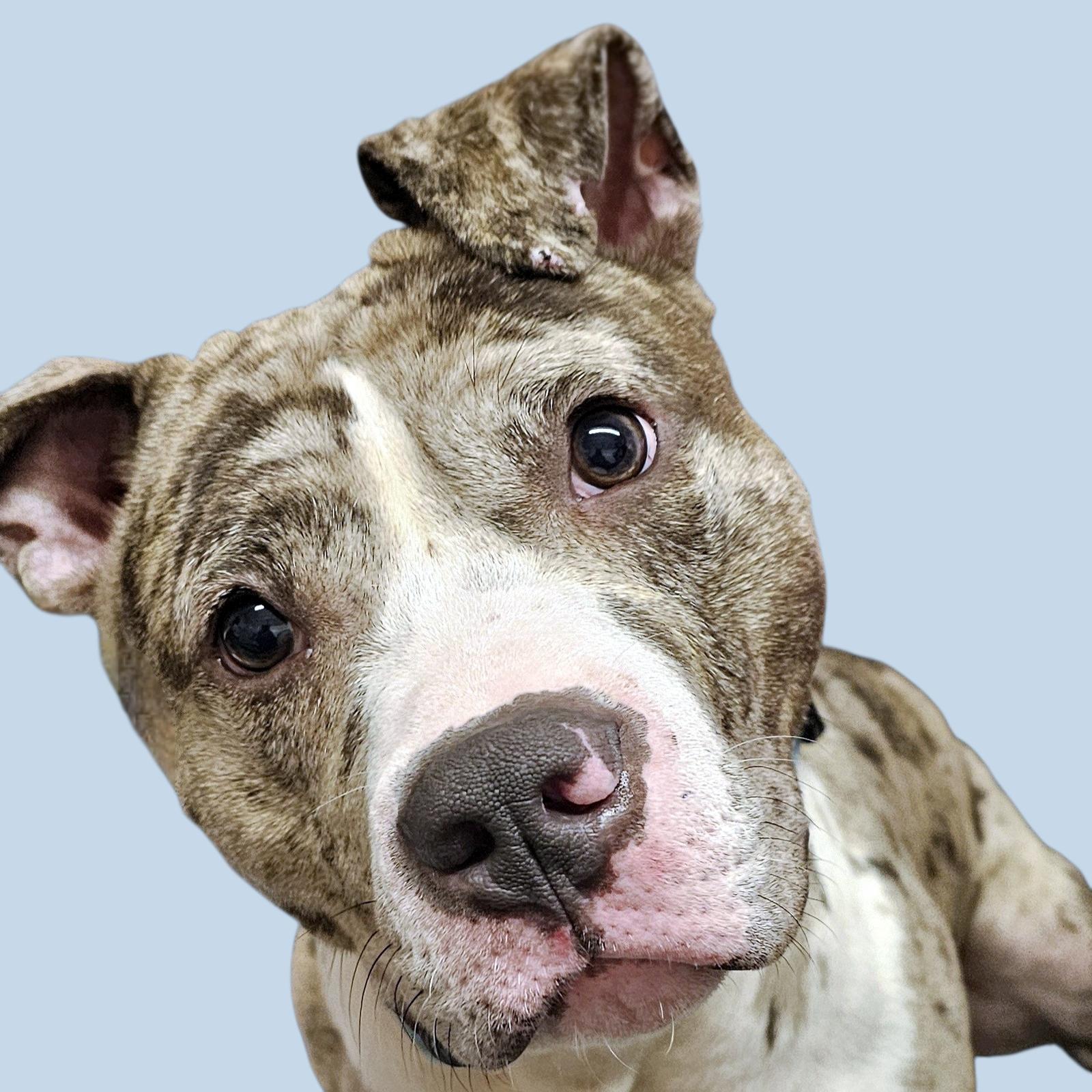 Enlarge Remy, a Adopted Pit Bull Terrier in Framingham, MA image 3/3