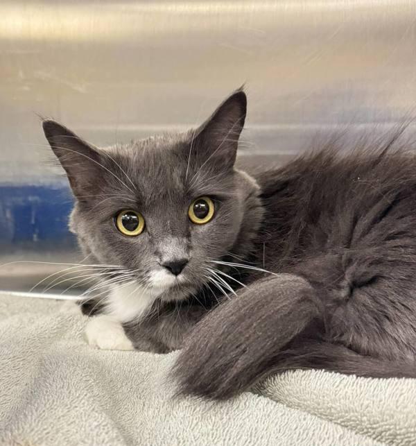 Enlarge Cuddles, a Adoptable mixed breed in Millersville, MD image 1/3