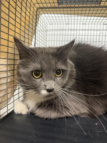 Enlarge Cuddles, a Adoptable mixed breed in Millersville, MD image 2/3