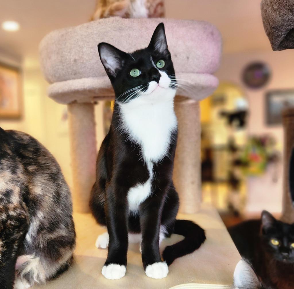 Enlarge Sloane, a Adoptable mixed breed in Palmer, AK image 3/5