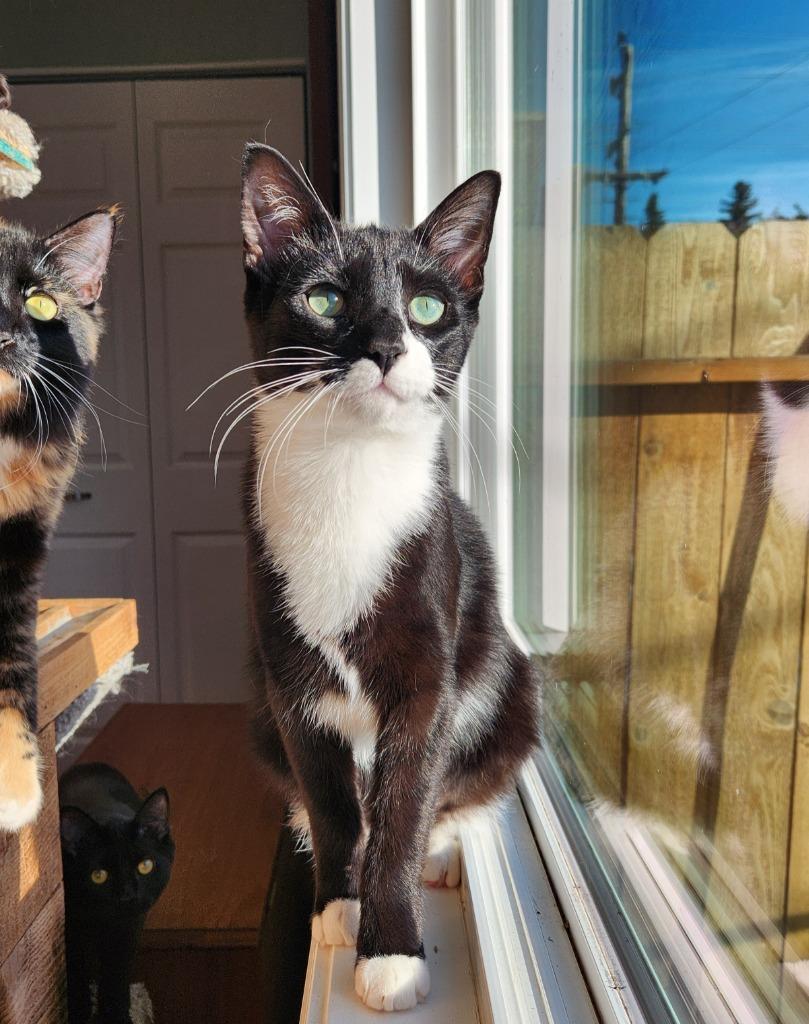 Enlarge Sloane, a Adoptable mixed breed in Palmer, AK image 5/5