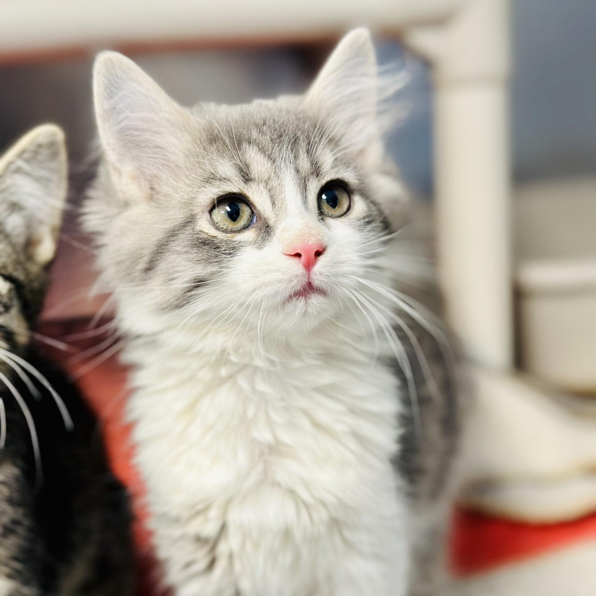 Walnut , an adopted Domestic Long Hair in Manahawkin, NJ image 1/4