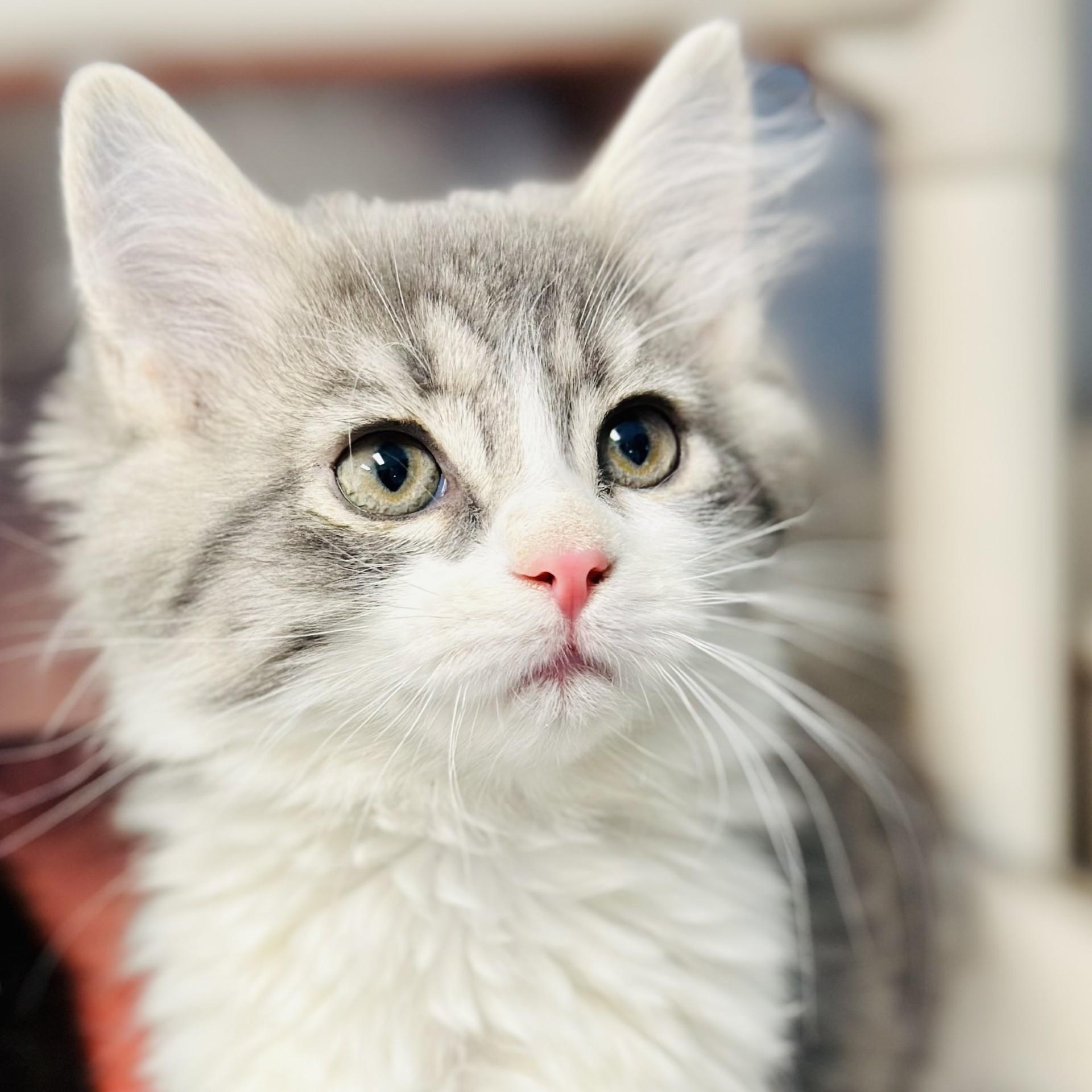 Walnut , an adopted Domestic Long Hair in Manahawkin, NJ image 2/4