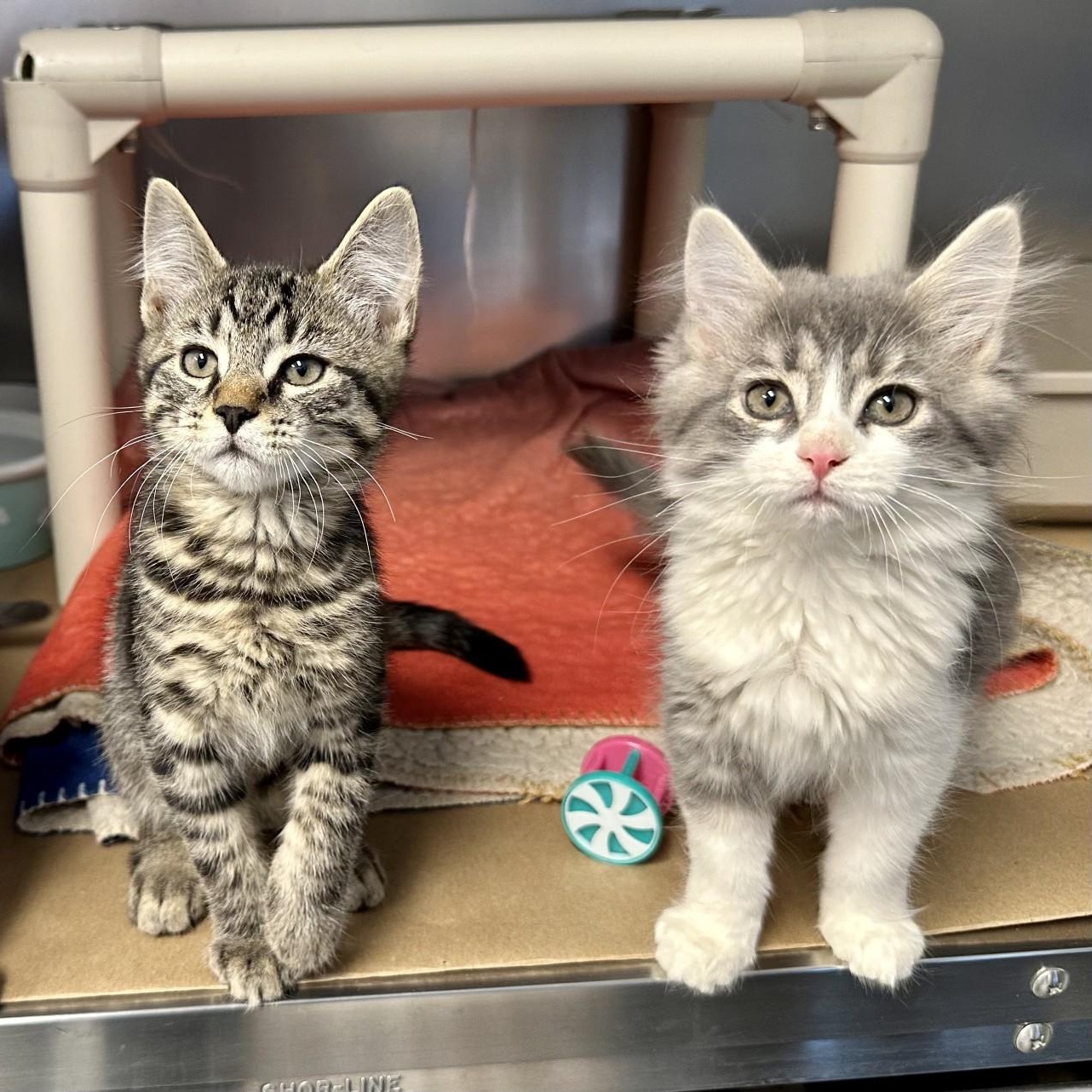 Walnut , an adopted Domestic Long Hair in Manahawkin, NJ image 4/4