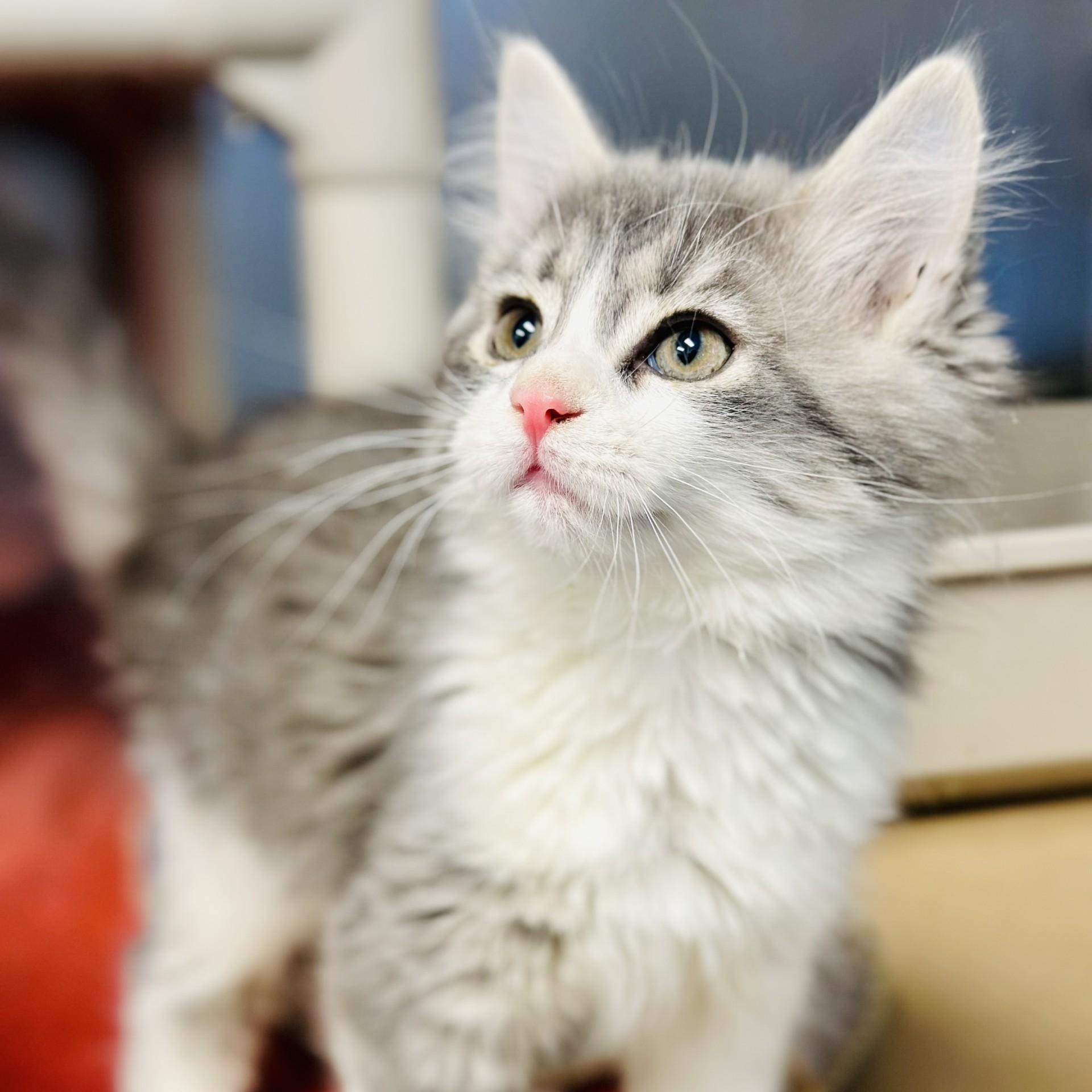 Walnut , an adopted Domestic Long Hair in Manahawkin, NJ image 3/4