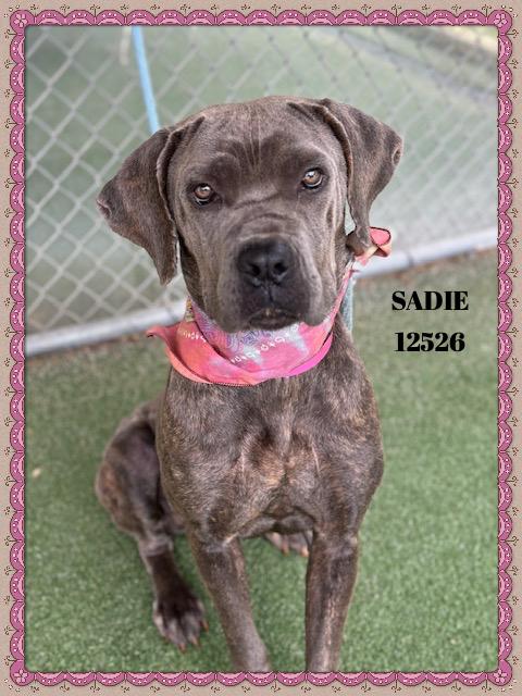 SADIE