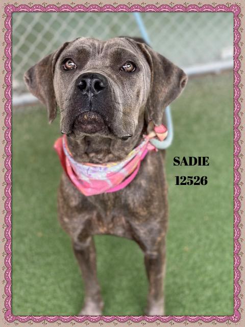 SADIE