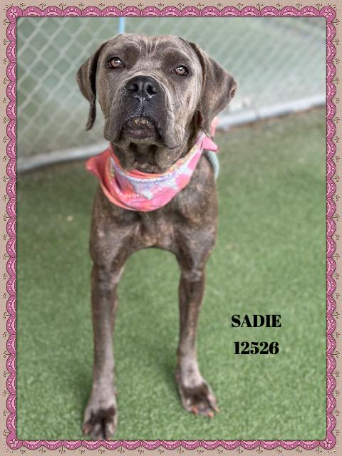SADIE