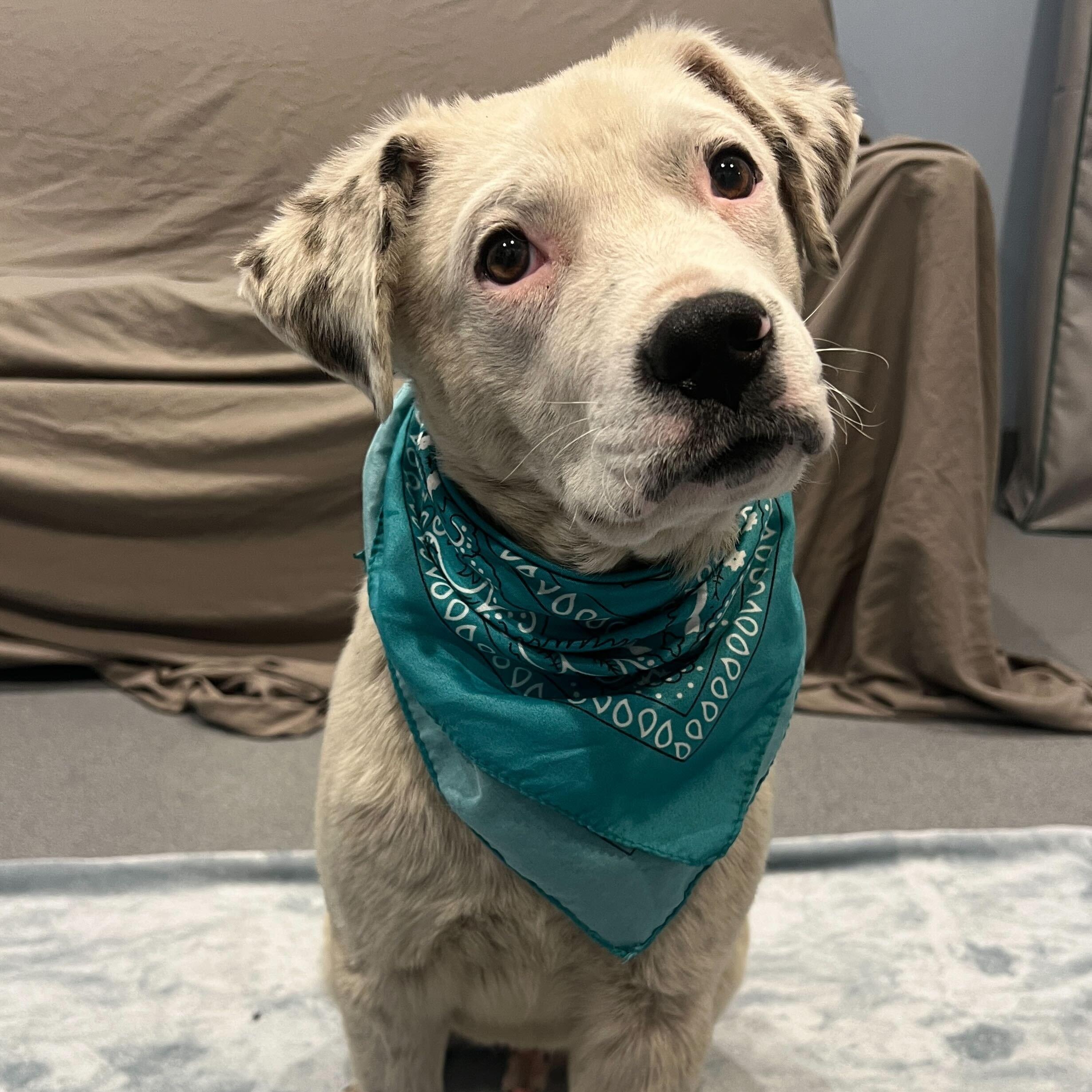 Enlarge Sgt Guy, a Adoptable Mixed Breed in Canal Winchester, OH image 2/4