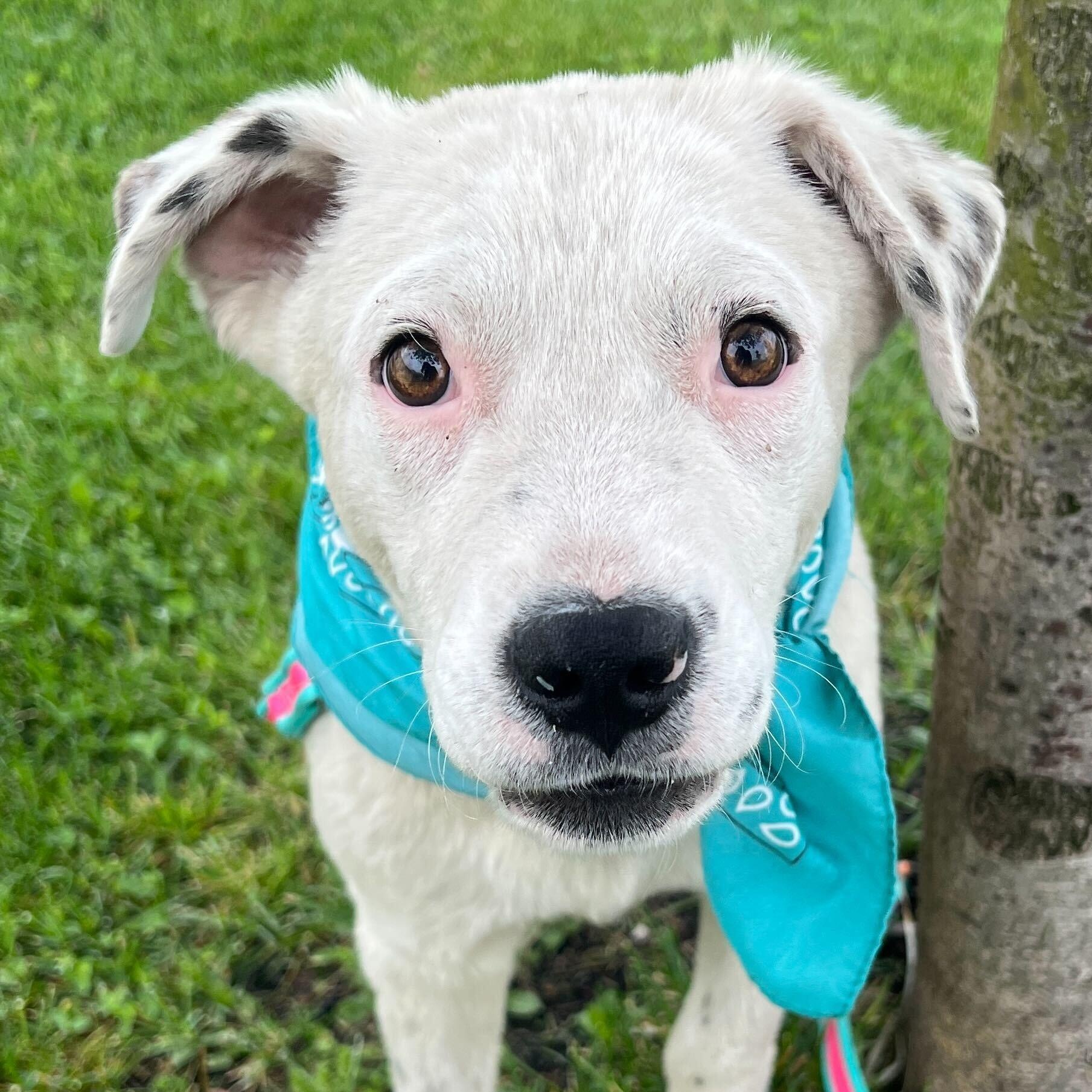 Enlarge Sgt Guy, a Adoptable Mixed Breed in Canal Winchester, OH image 1/4