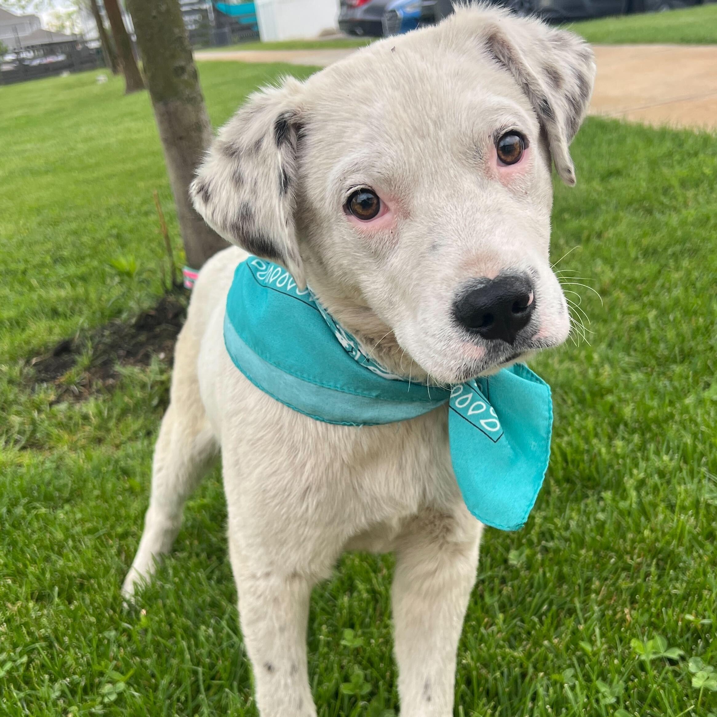 Enlarge Sgt Guy, a Adoptable Mixed Breed in Canal Winchester, OH image 3/4