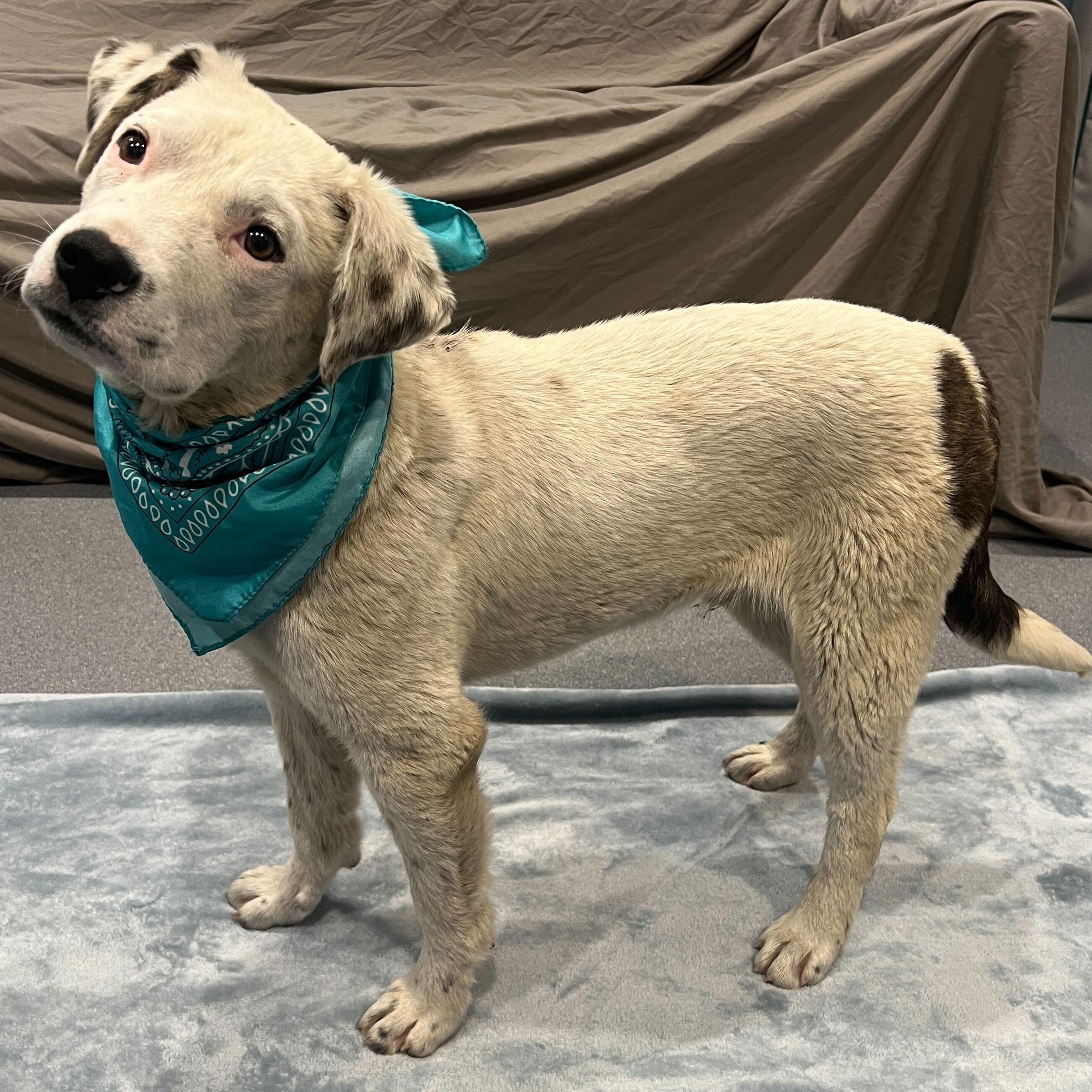 Enlarge Sgt Guy, a Adoptable Mixed Breed in Canal Winchester, OH image 4/4