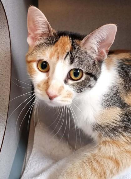 Enlarge Bagel, a Adoptable mixed breed in Waupaca, WI image 1/1