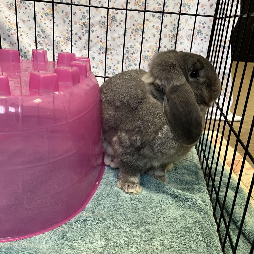 Enlarge Tofu, a Adoptable Holland Lop in Bedford, NH image 1/4