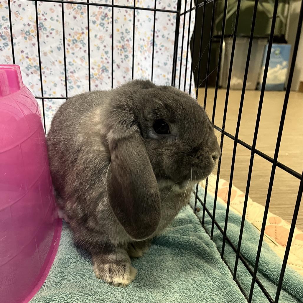 Enlarge Tofu, a Adoptable Holland Lop in Bedford, NH image 2/4